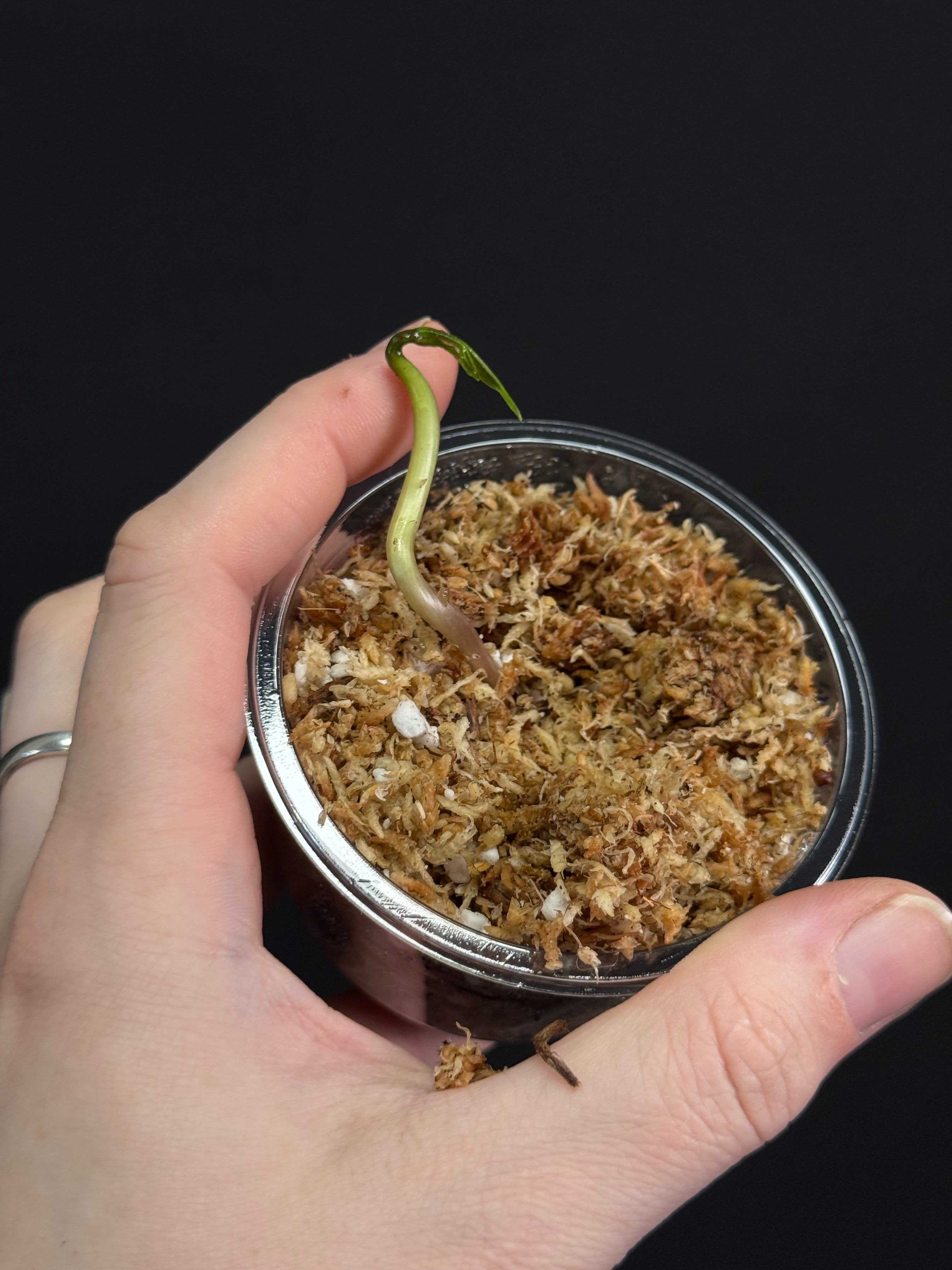 Dioscorea Sansibarensis - Bulb