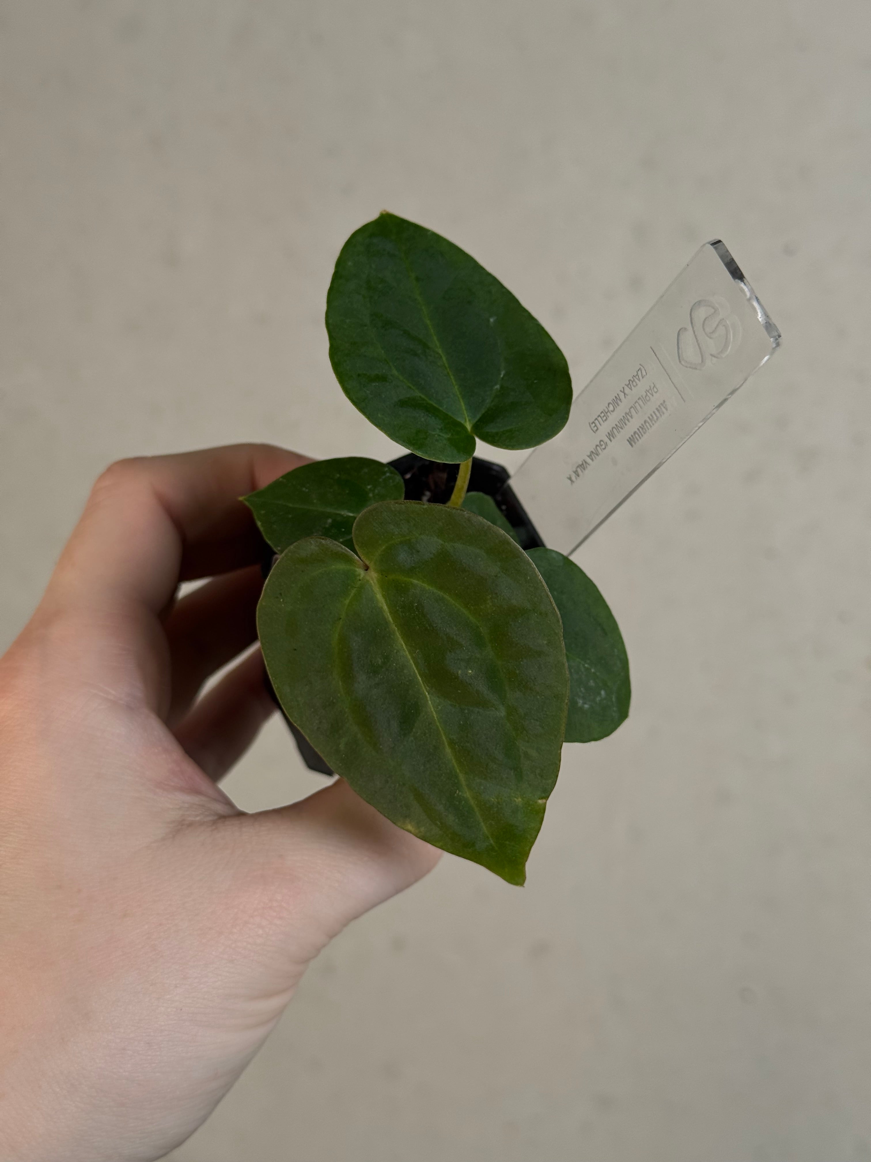 Anthurium Papillilaminum 'Guna Yala' x (Zara x Michelle)