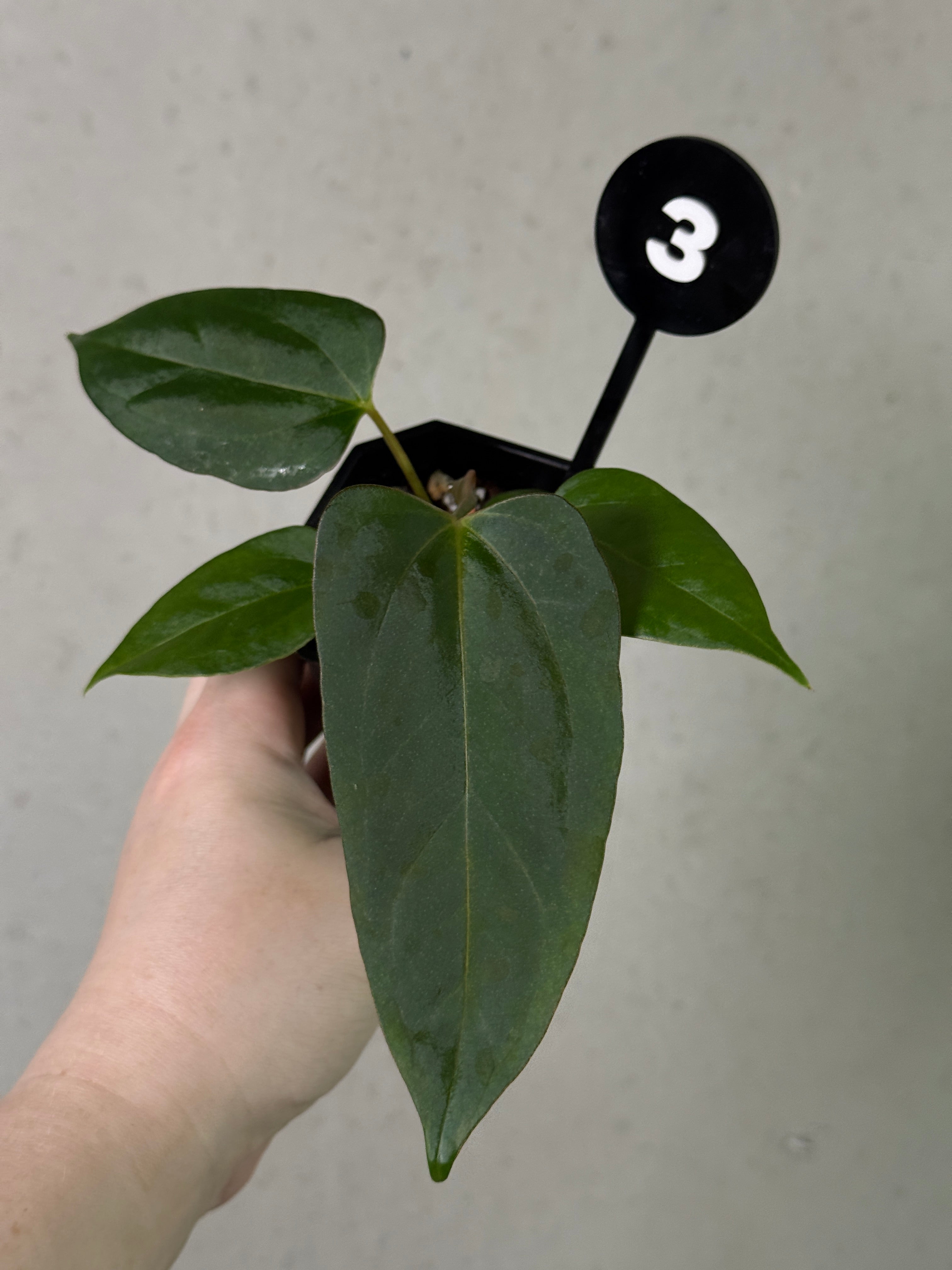 anthurium chiapense Anthurium ('Cobra' x Fort Sherman) x Indo Portillae or self