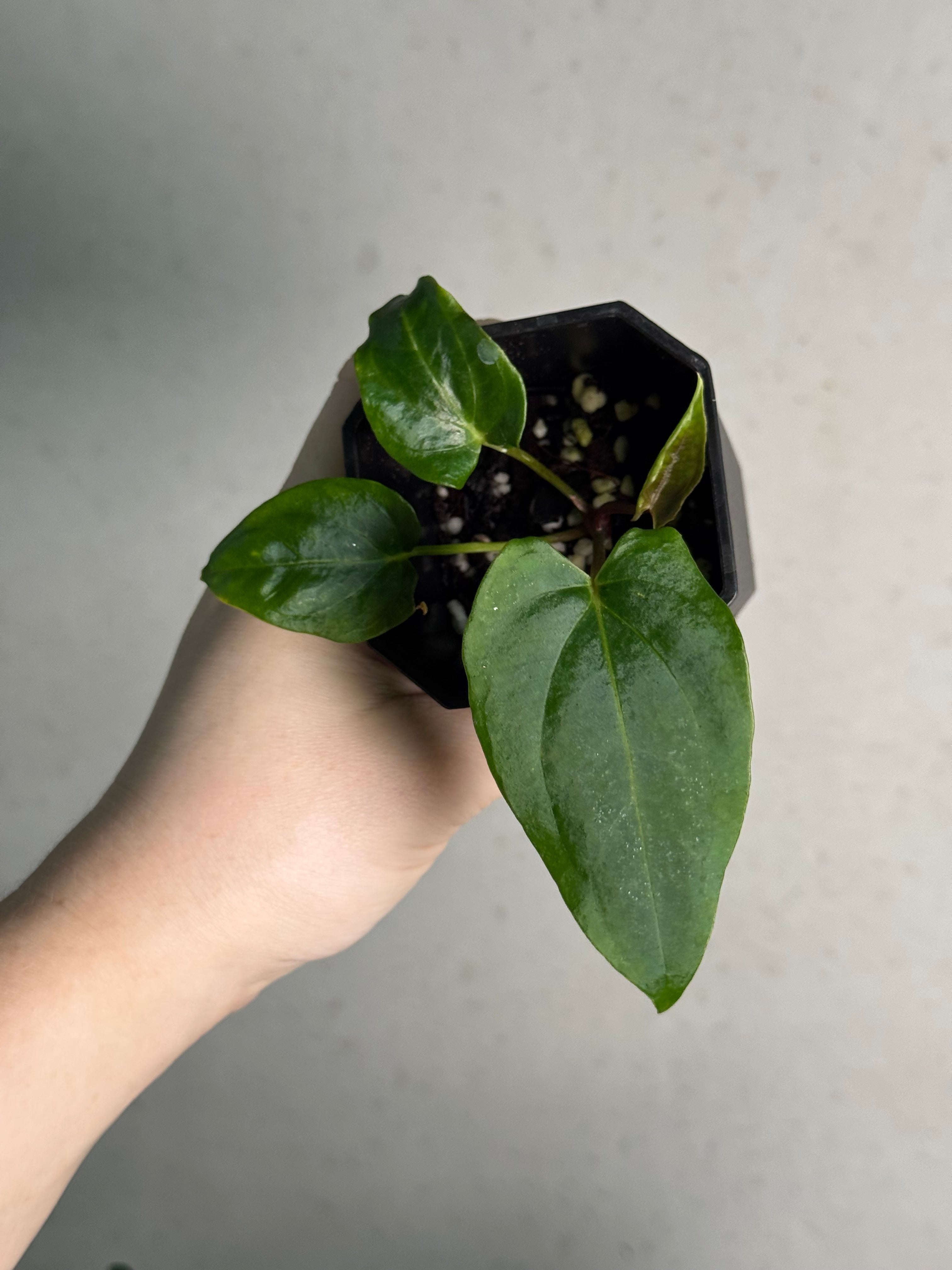 Anthurium ‘Dracula’ x self