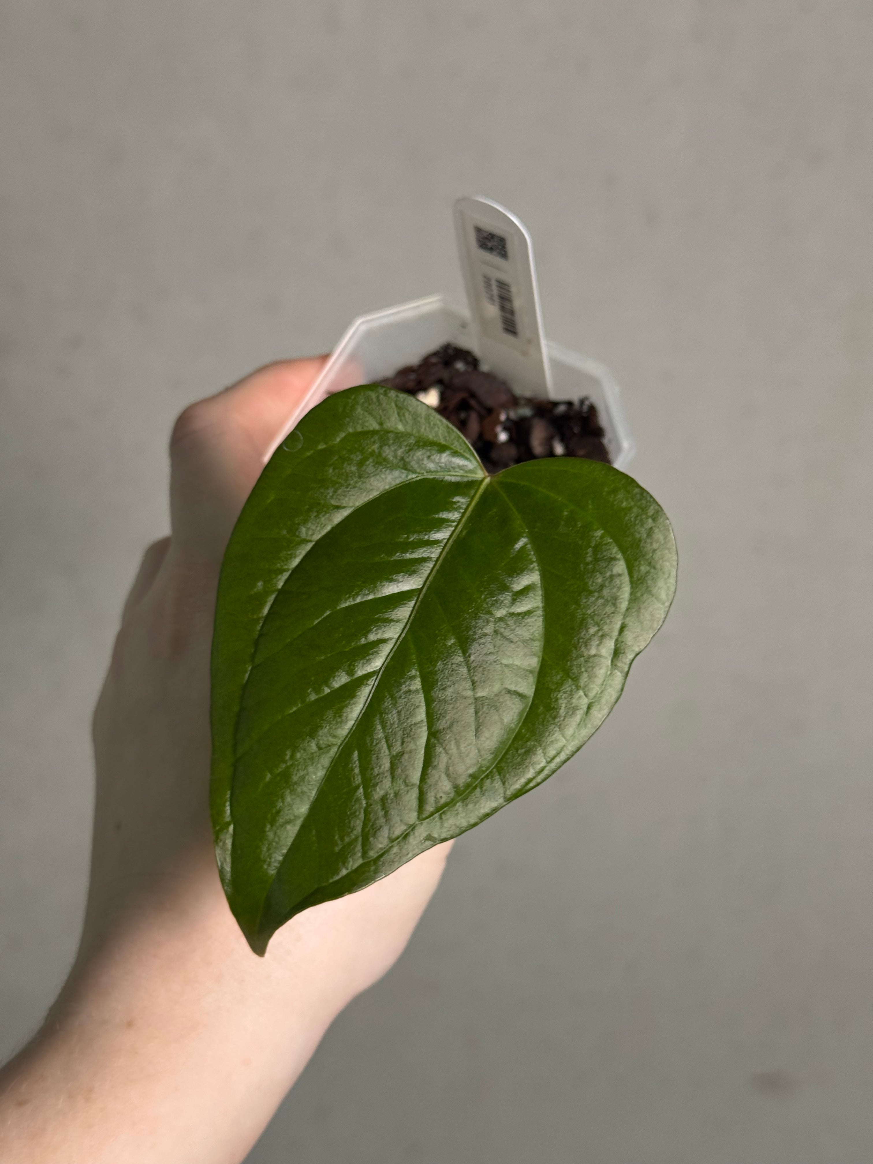 Anthurium Queen of Hearts - Clone - Pre-order - SMUKHI