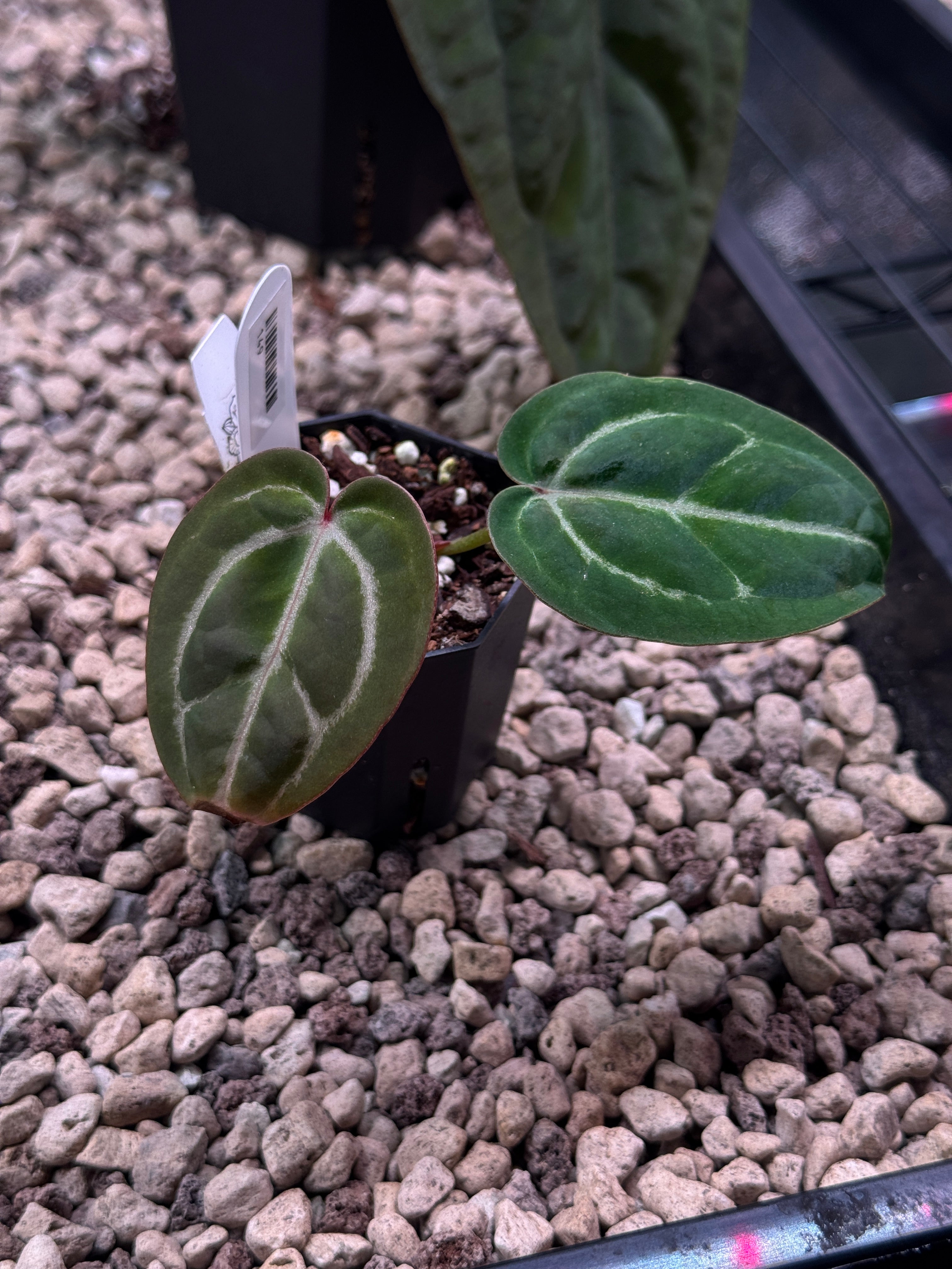 Anthurium Red Crystallinum S1