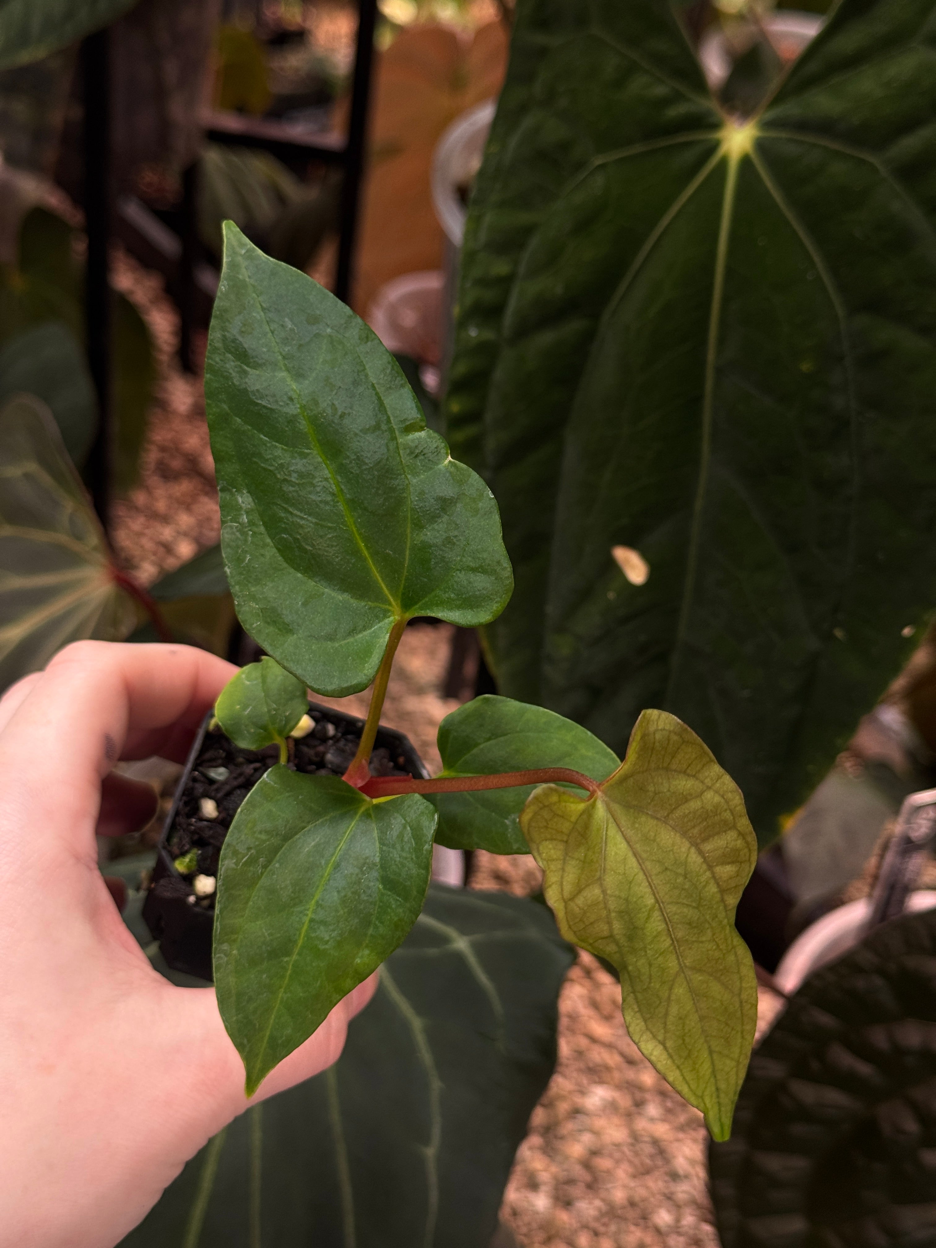 Anthurium Fort Sherman S1 x (Ralph Lynam x Fort Sherman) - SMUKHI