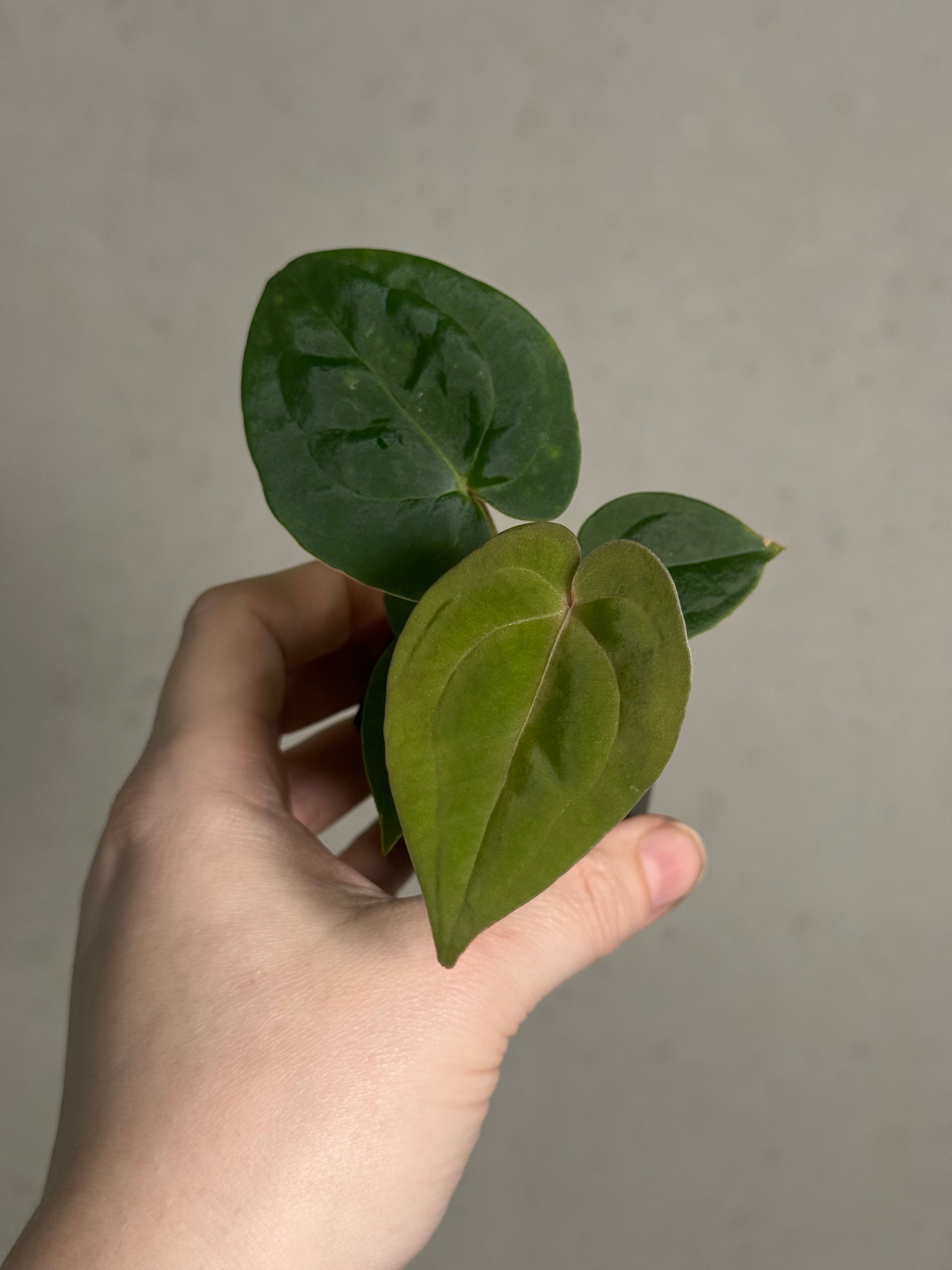 Anthurium Papillilaminum 'Guna Yala' x (Zara x Michelle) - SMUKHI