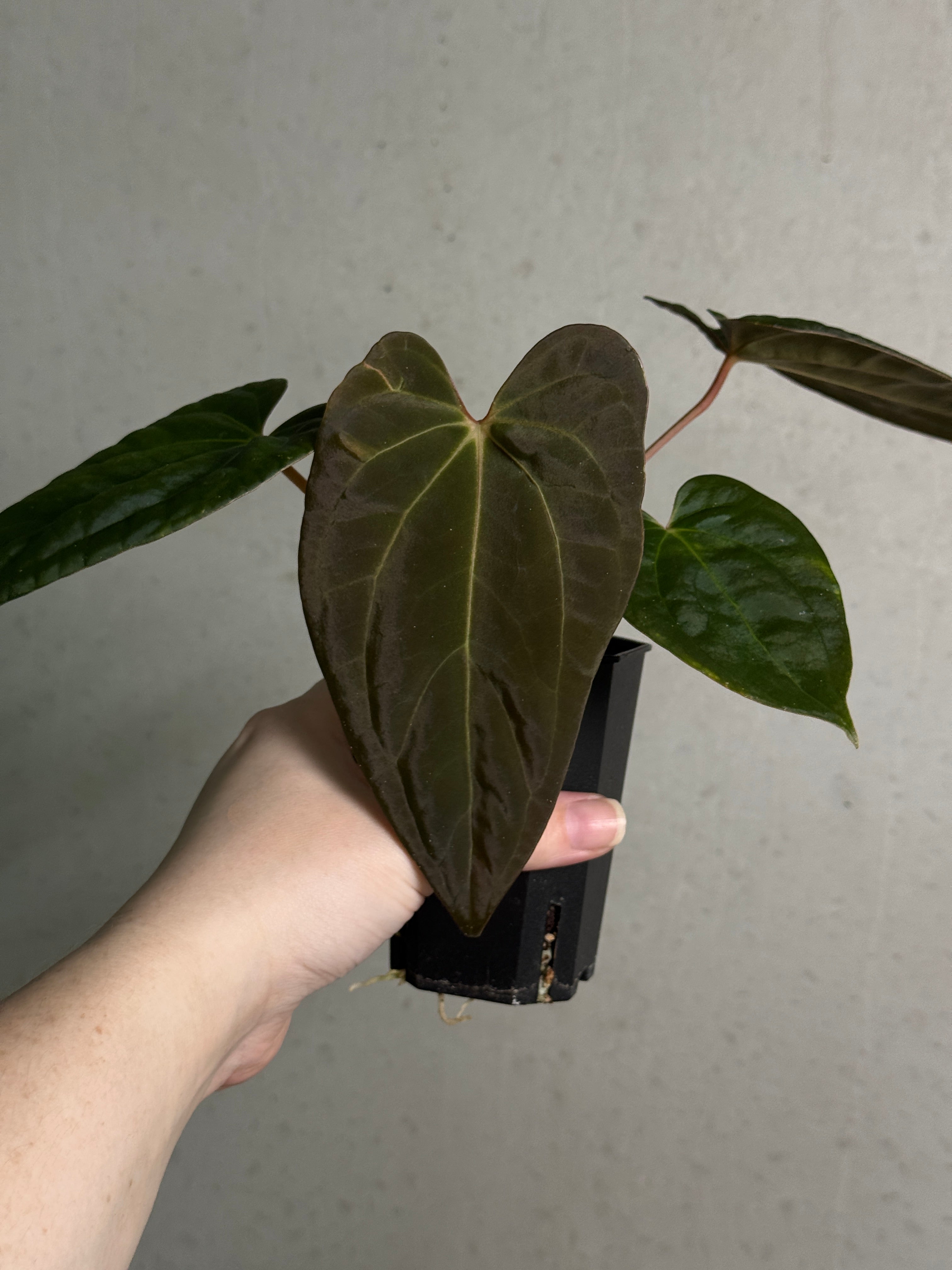 Anthurium Papillilaminum XOne x XOne