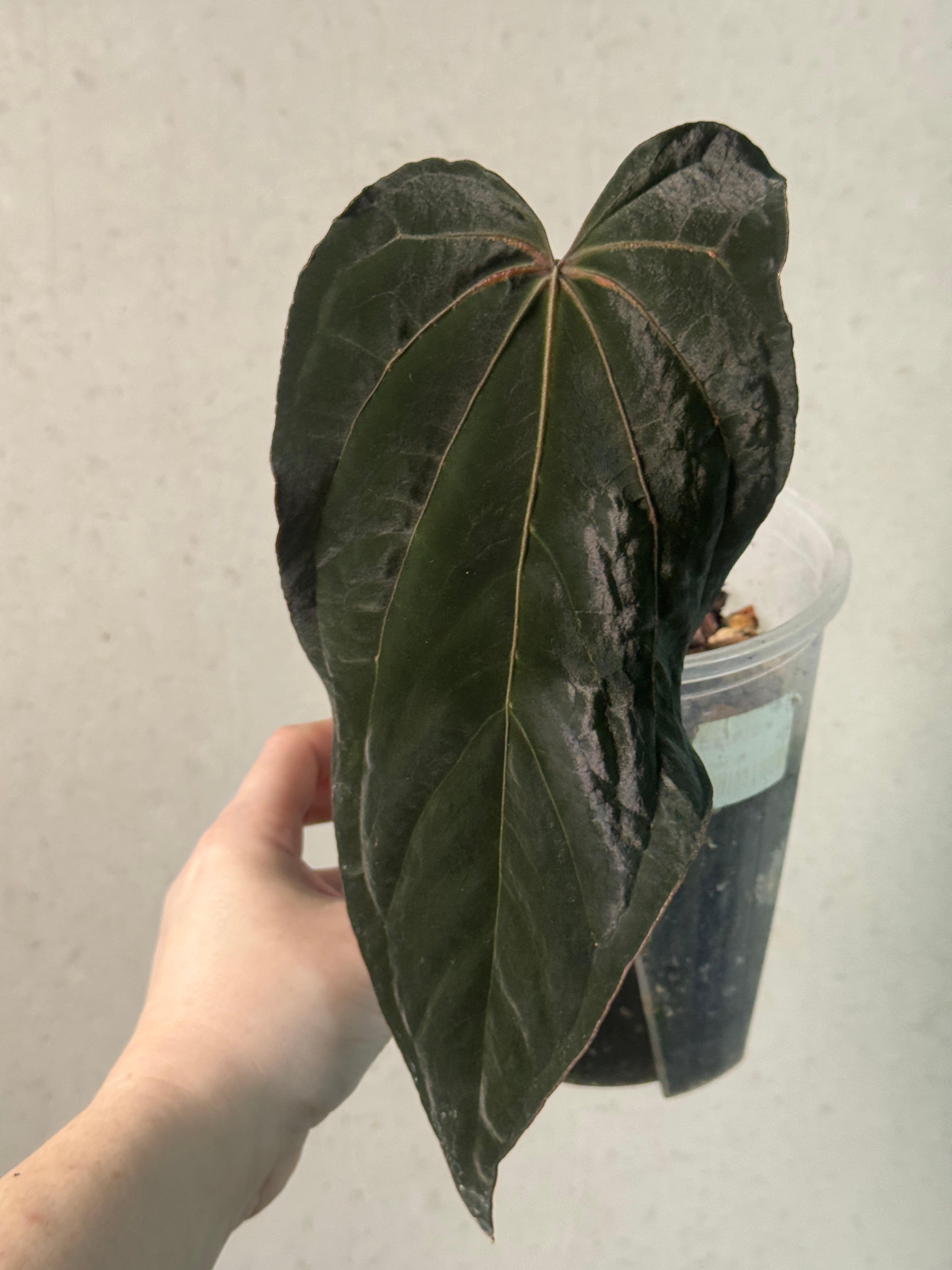 Anthurium Ace of Spades (Kunzo) x Darkest Panama - Clone - SMUKHI