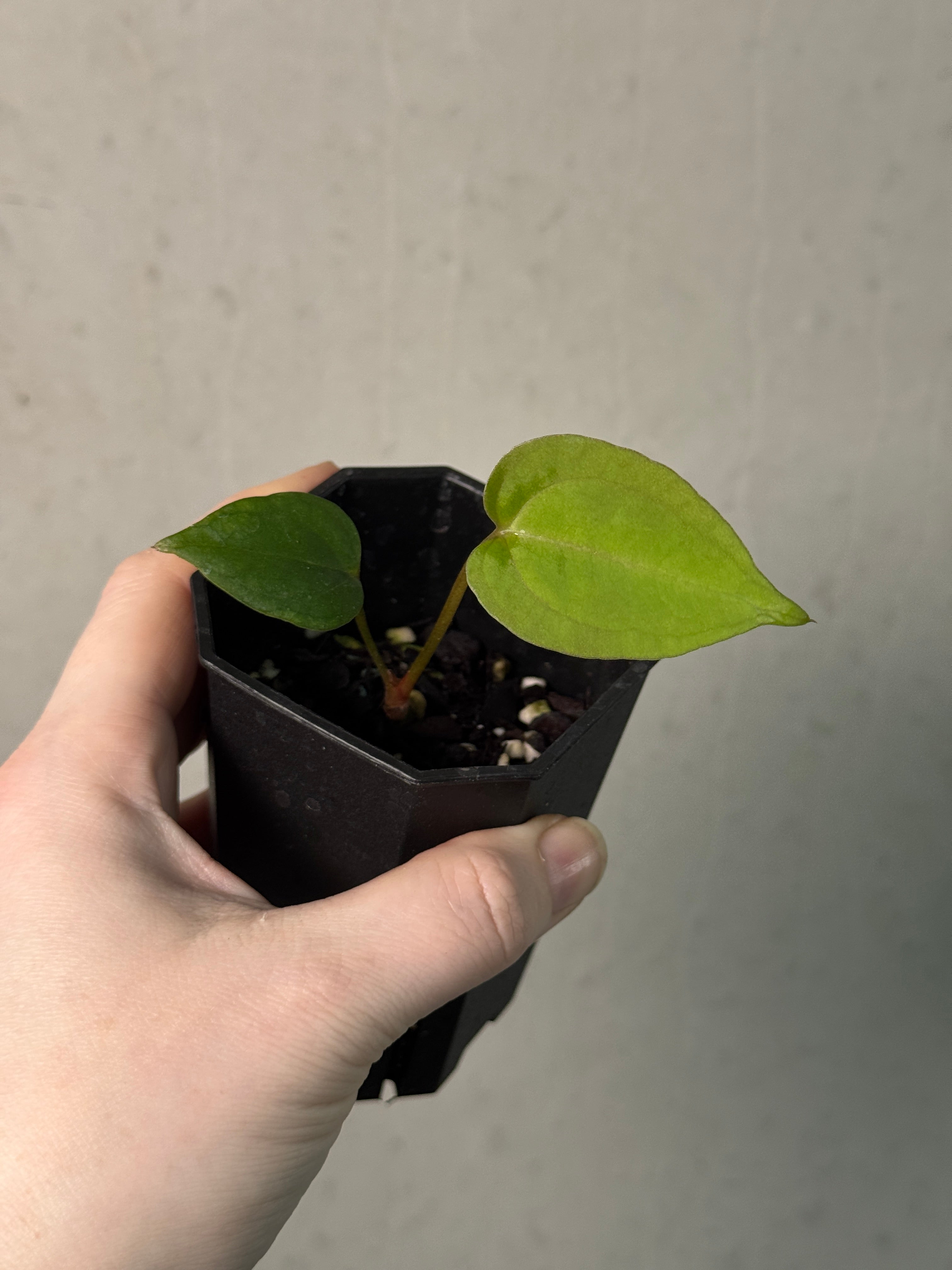 Anthurium Ace of Spades Dark Form x Portillae ‘Dorito’ - Clone - SMUKHI