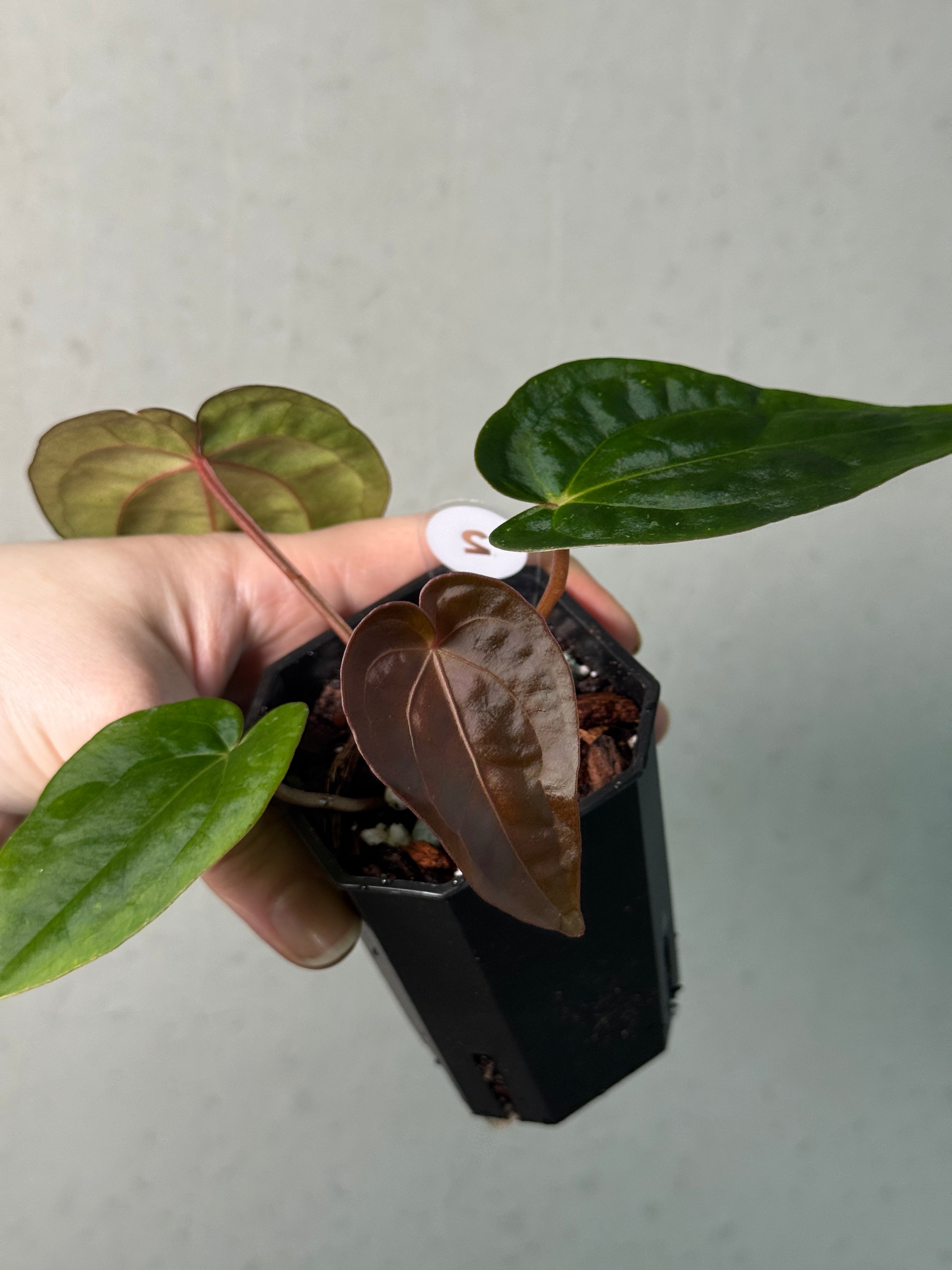 Anthurium Papillilaminum 'Guna Yala' x (Zara x Michelle) - SMUKHI