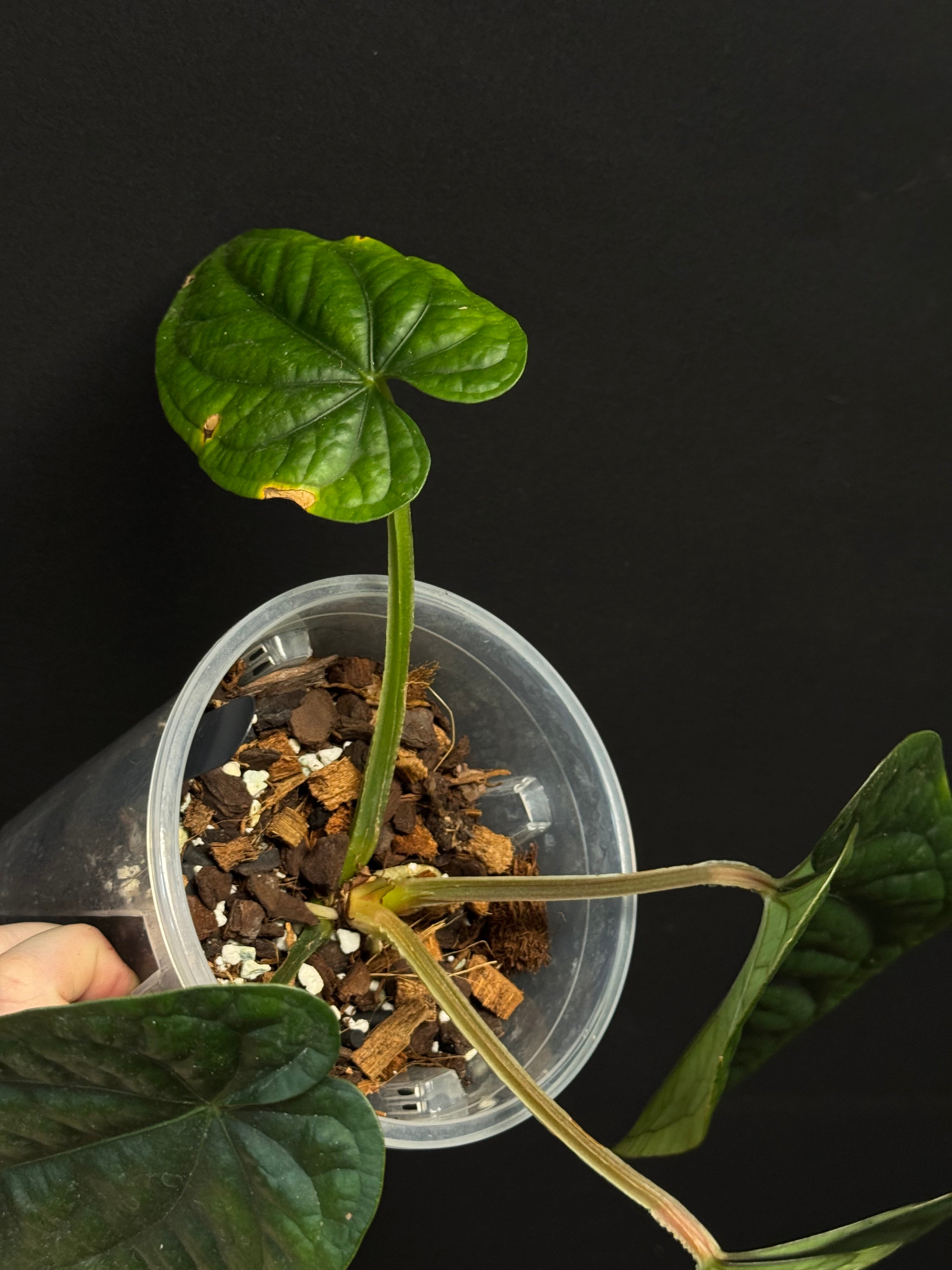 Anthurium Luxurians x Dressleri