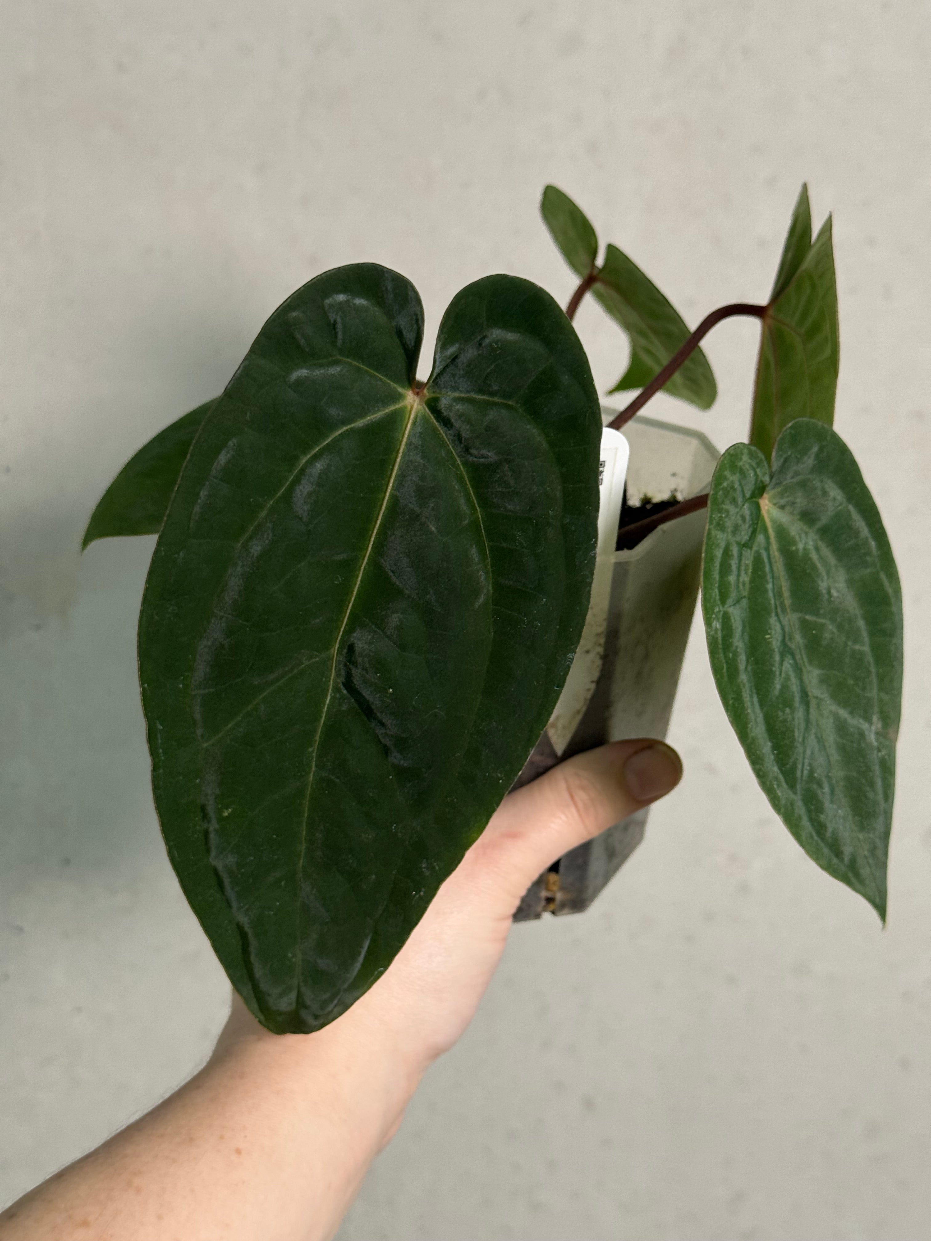 Anthurium (Ace of Spades x BVEP) x Ace of Spades DF - SMUKHI