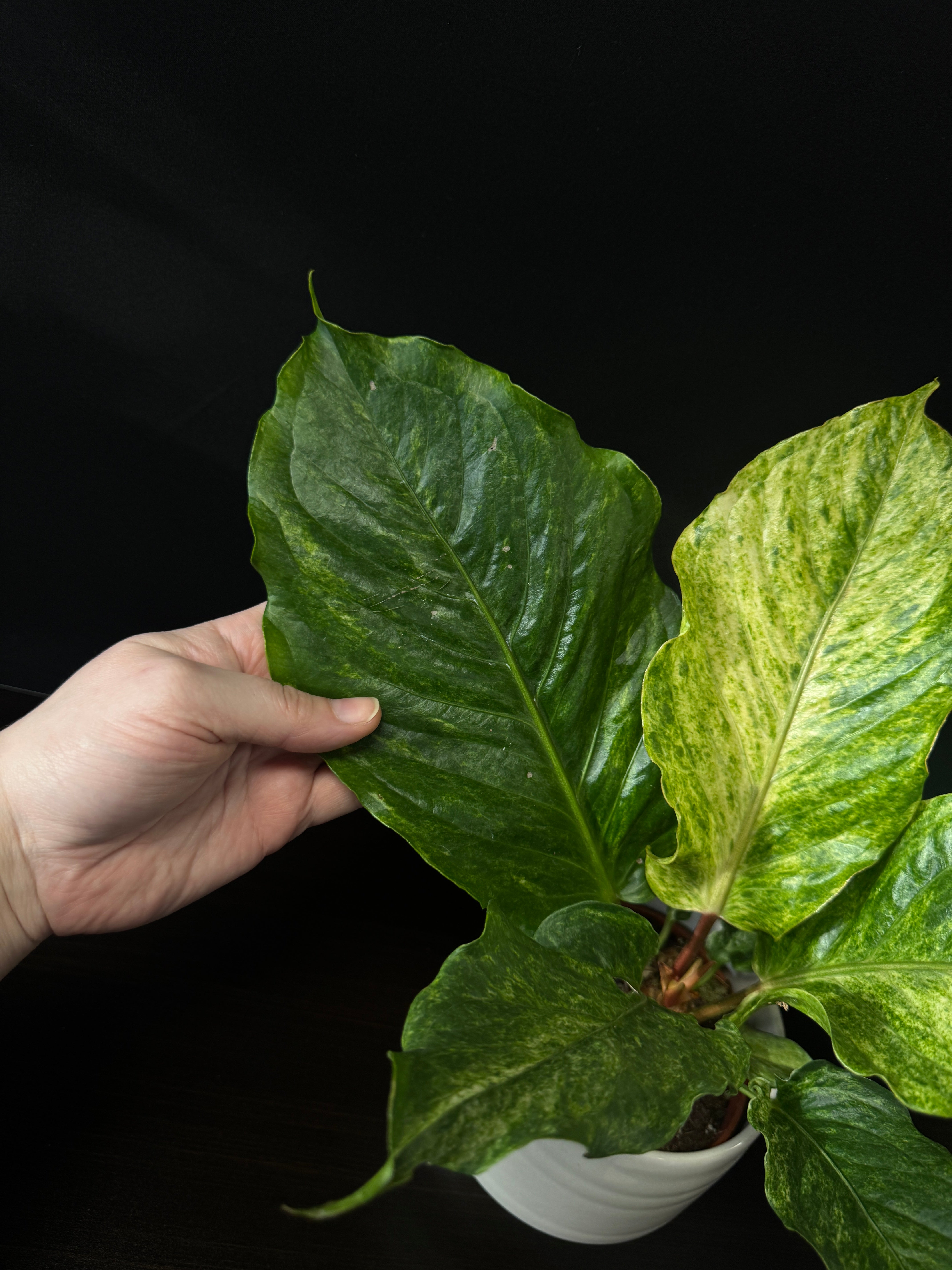 Anthurium Bonplandii Variegata