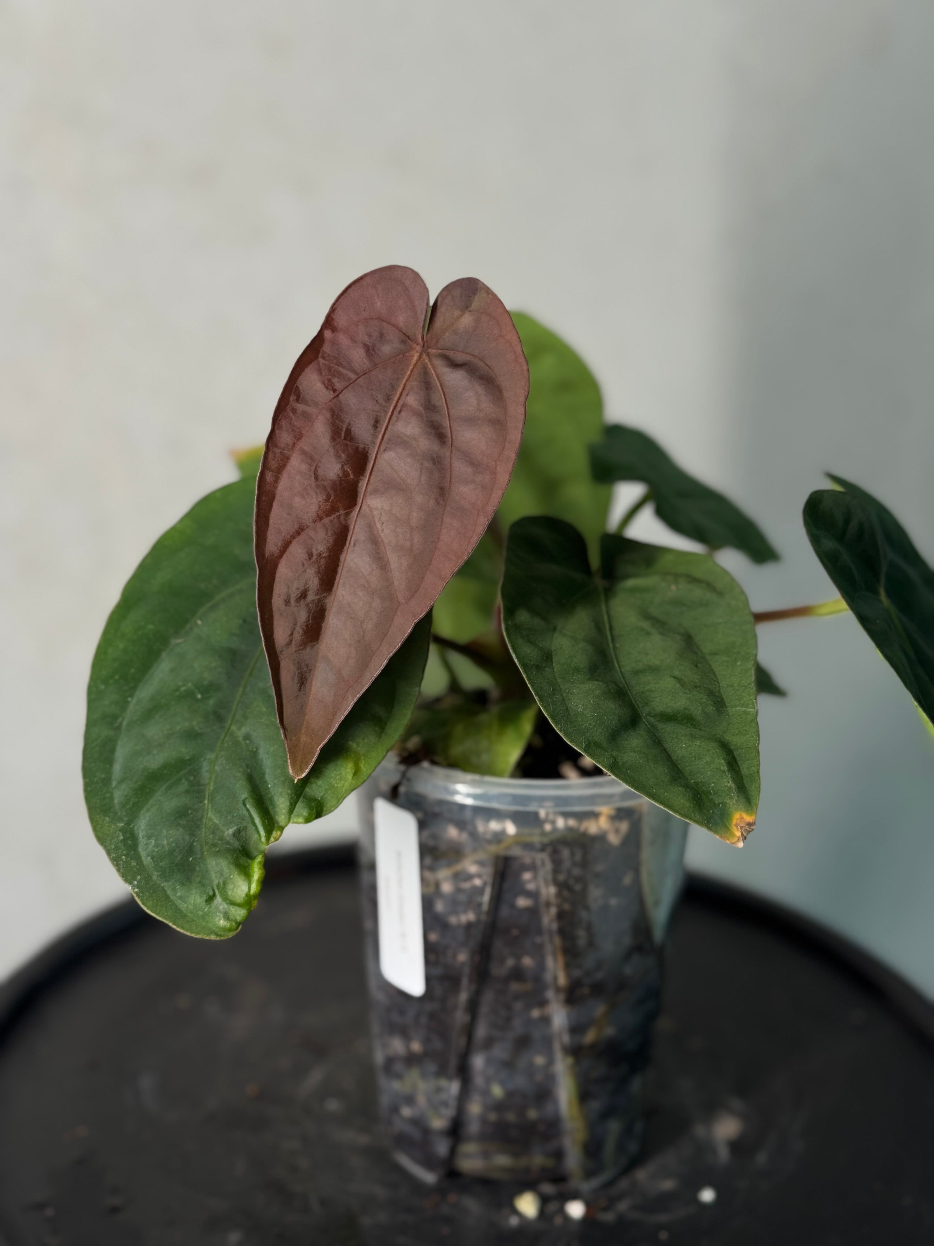 Anthurium Dressleri RG F3