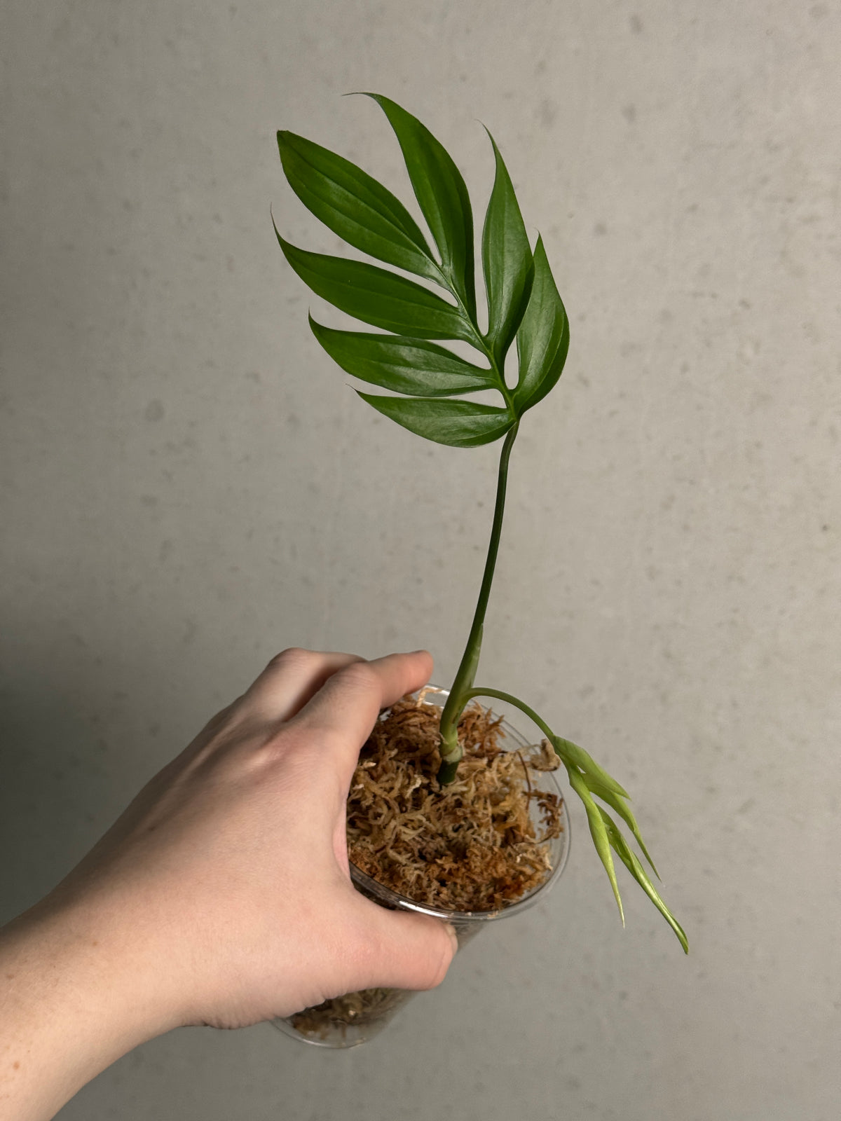 Healthy Monstera Subpinnata plant with lush green, deeply divided leaves, displayed by SMUKHI.