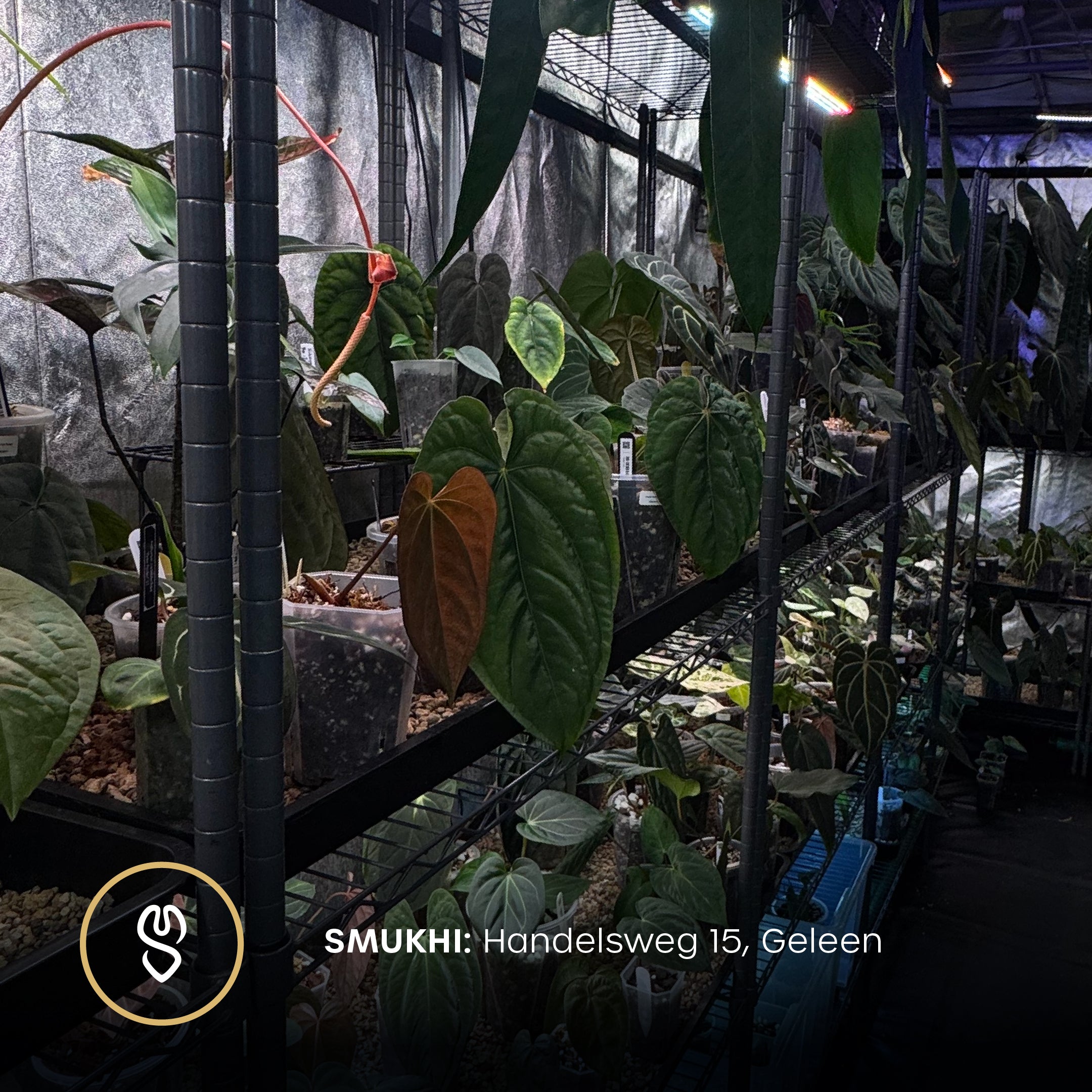 Open House - Free Entry Ticket