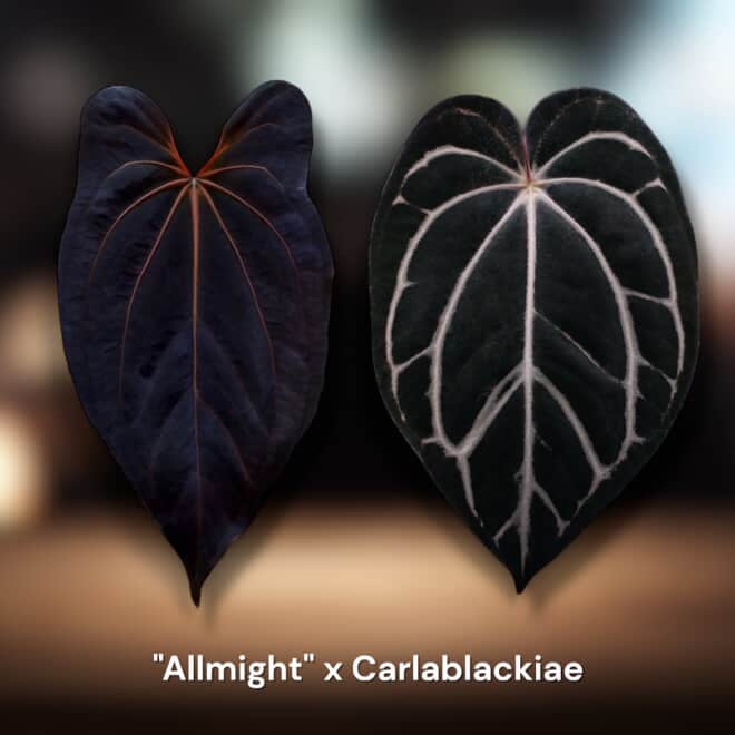 Anthurium 'All-might' x (Carlablackiae RA10 x self)
