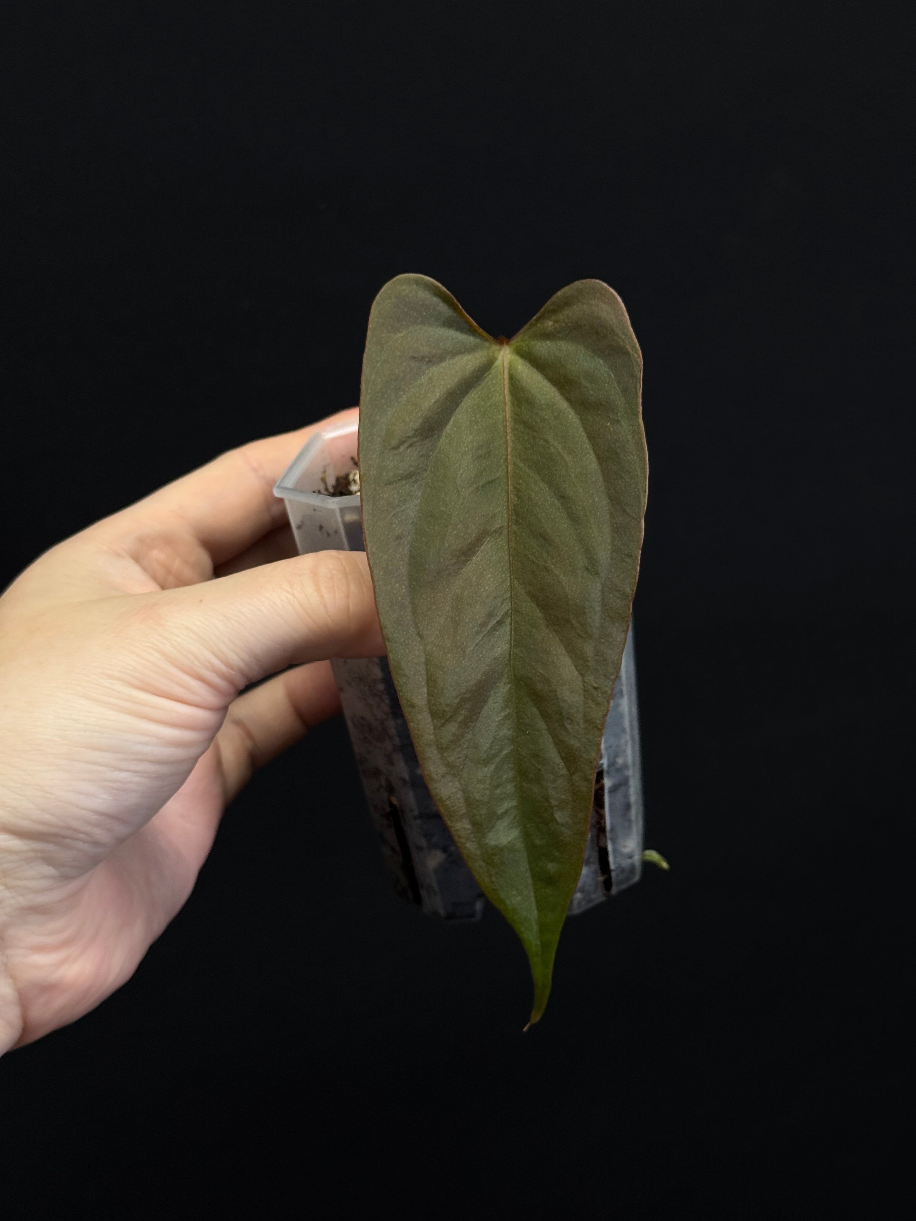 Anthurium (Subsignatum x Papillilaminum 'Marie') x FSxRL ‘Grim Reaper’
