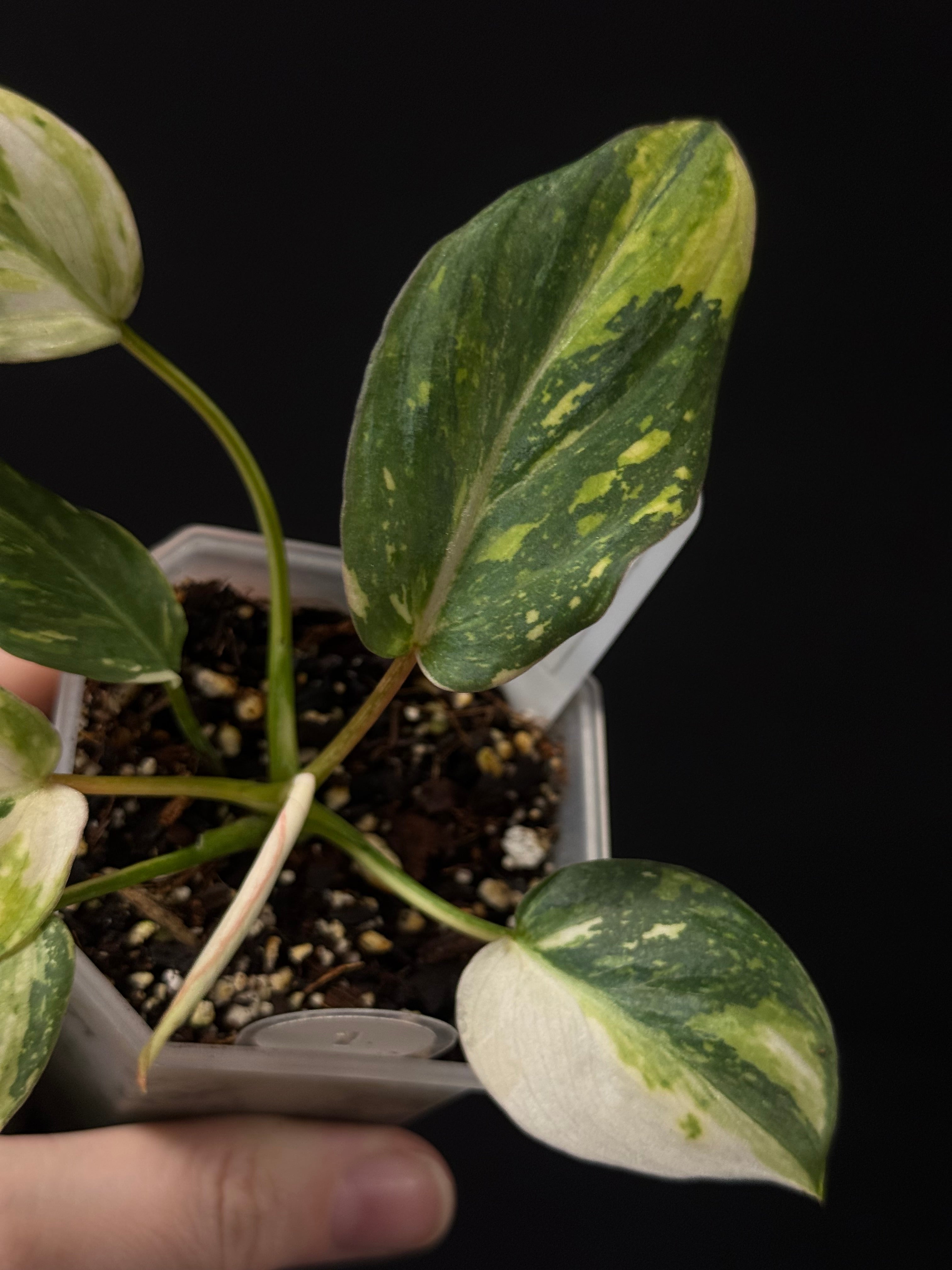 Philodendron Gloriosum Tricolor