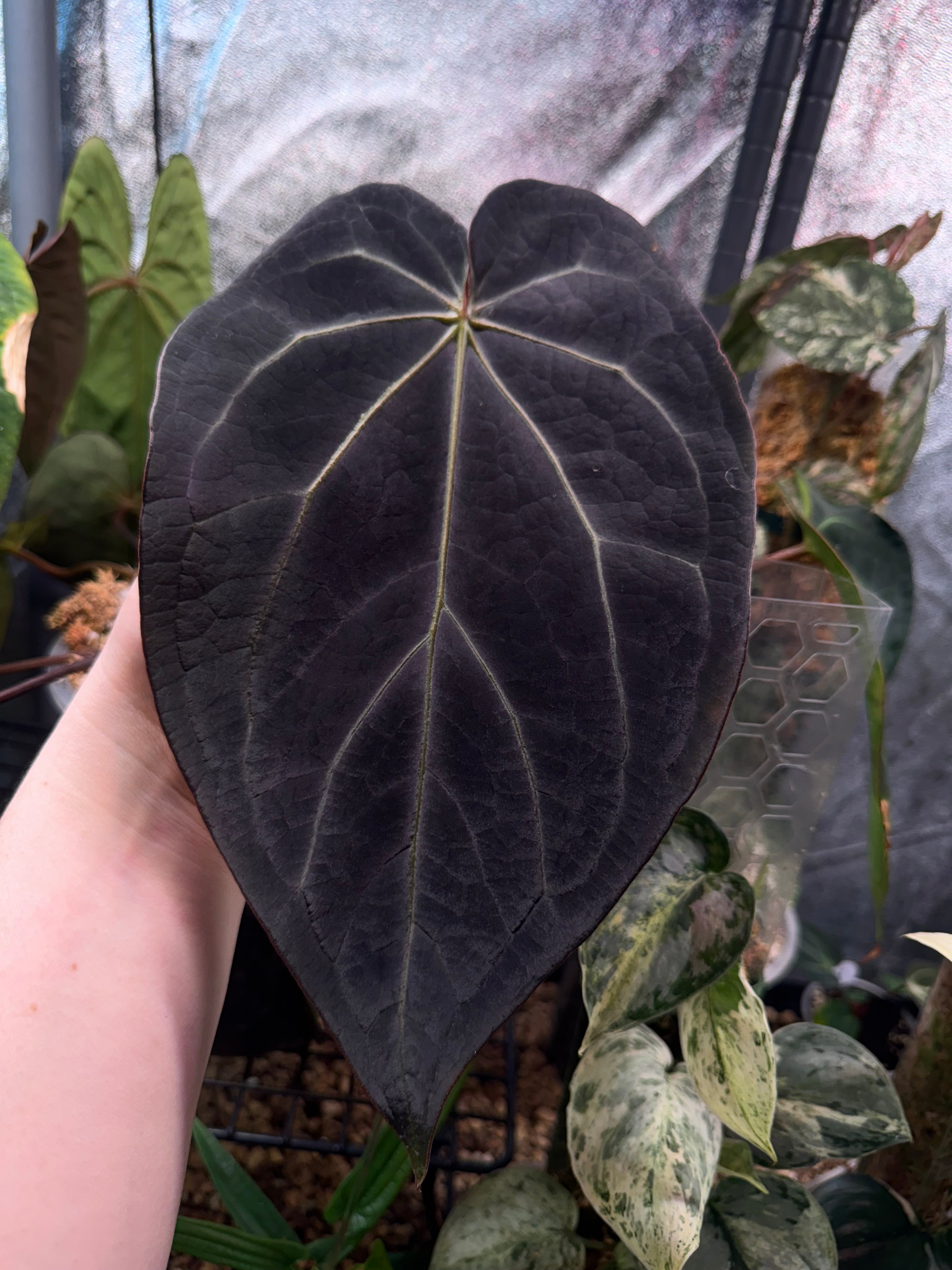 NFS: Anthurium Black Widow '13' x Red Velvet Cake ‘24’