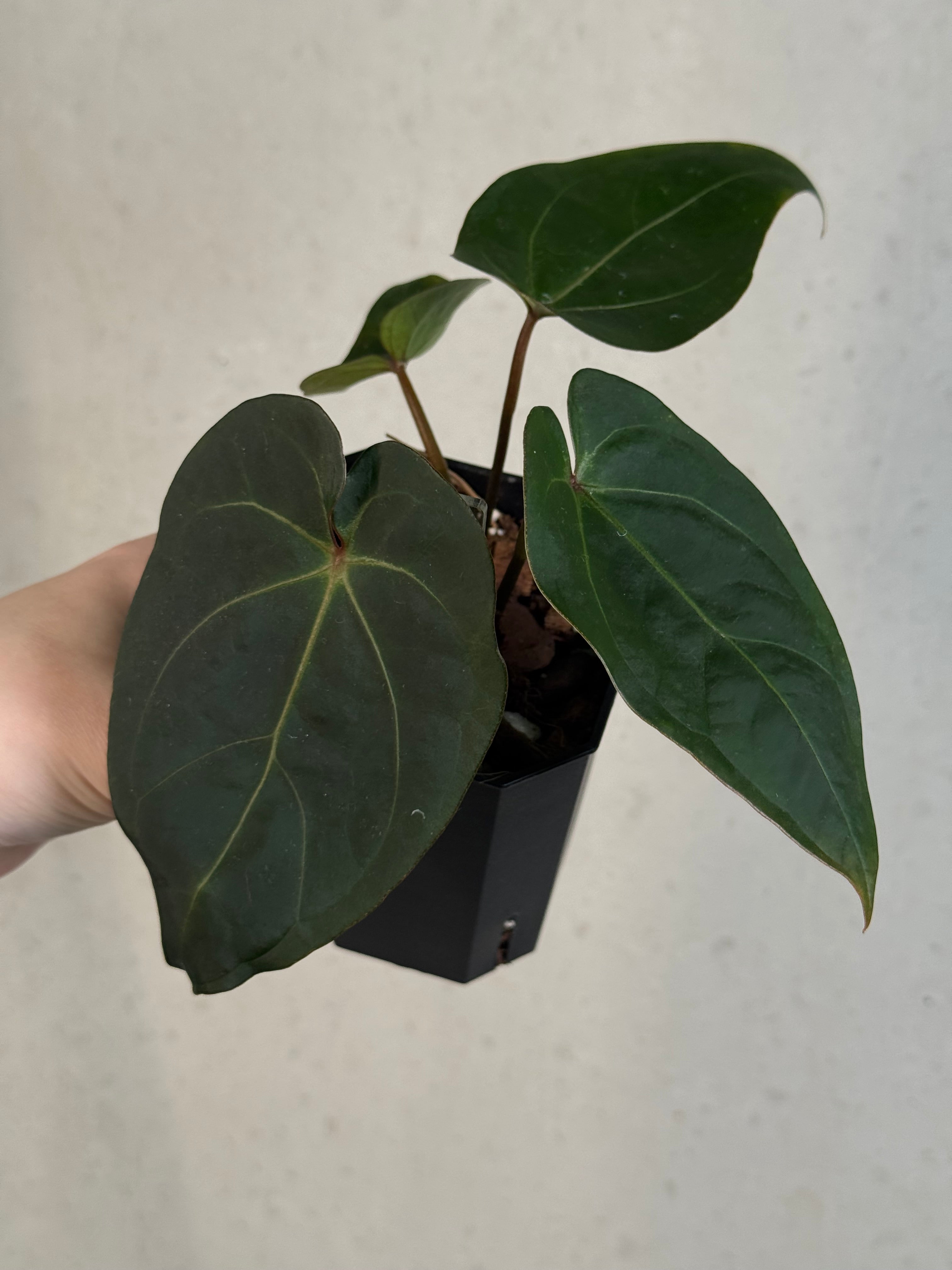Anthurium noID / ‘Red Spider’ hybrid
