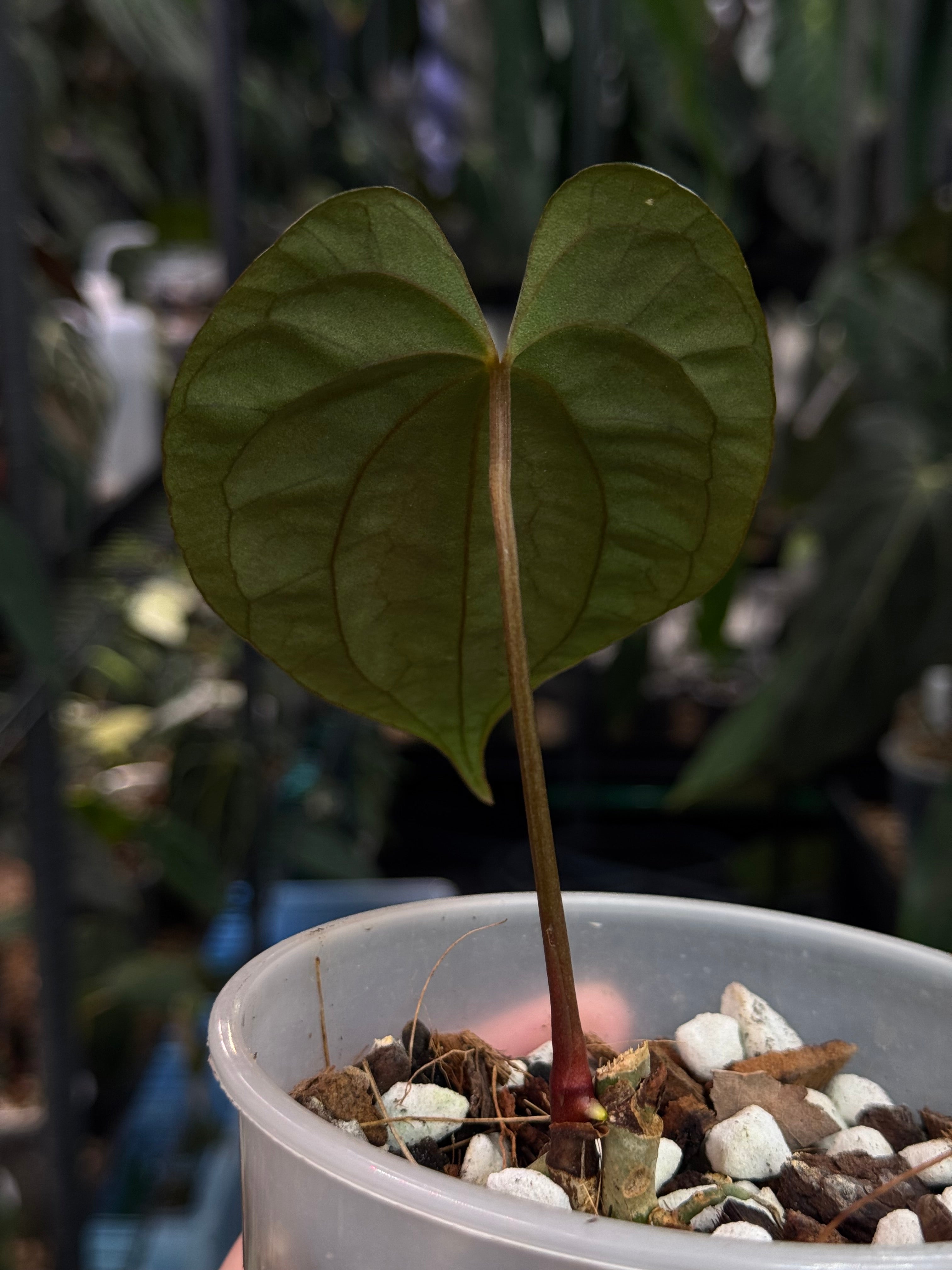 Anthurium FSxRL ‘Grim Reaper’ x Papillilaminum RA6 - Clone