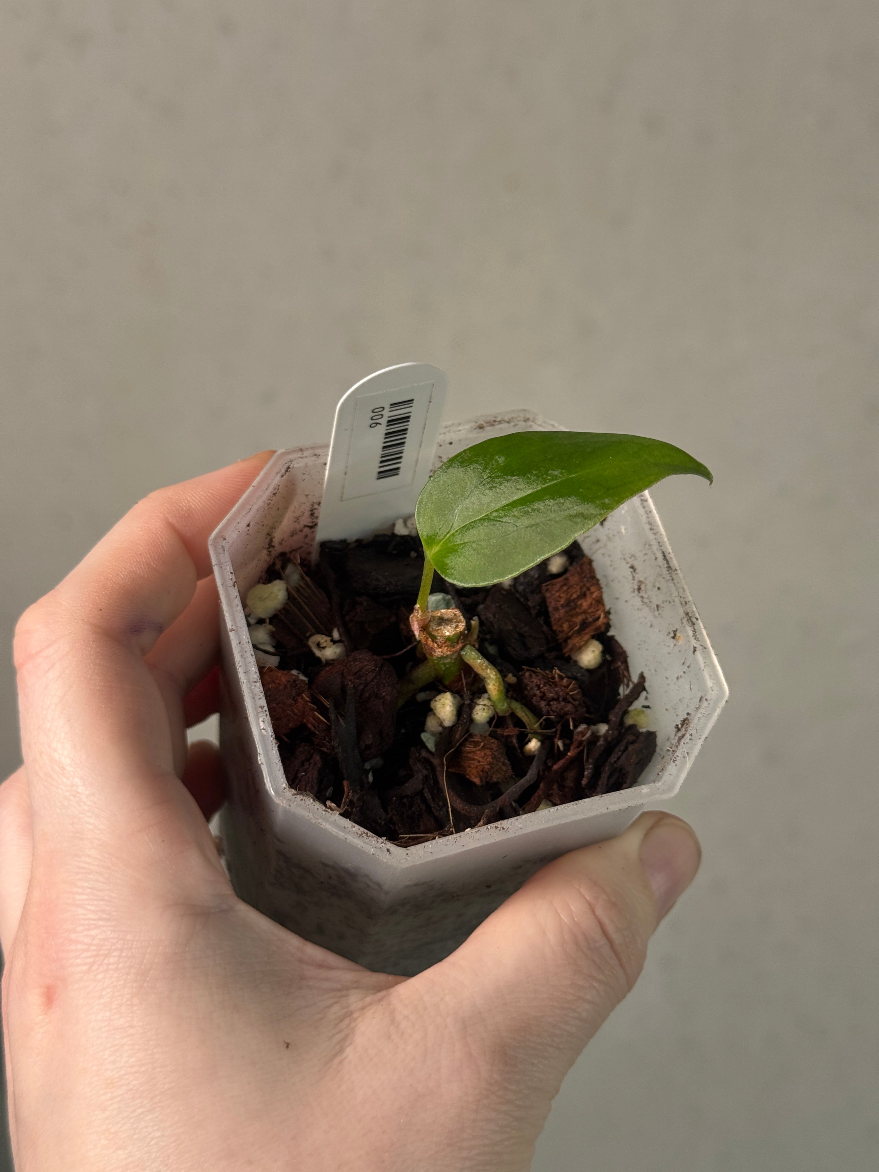 Anthurium Velvet Portillae - Clone - Pre-order