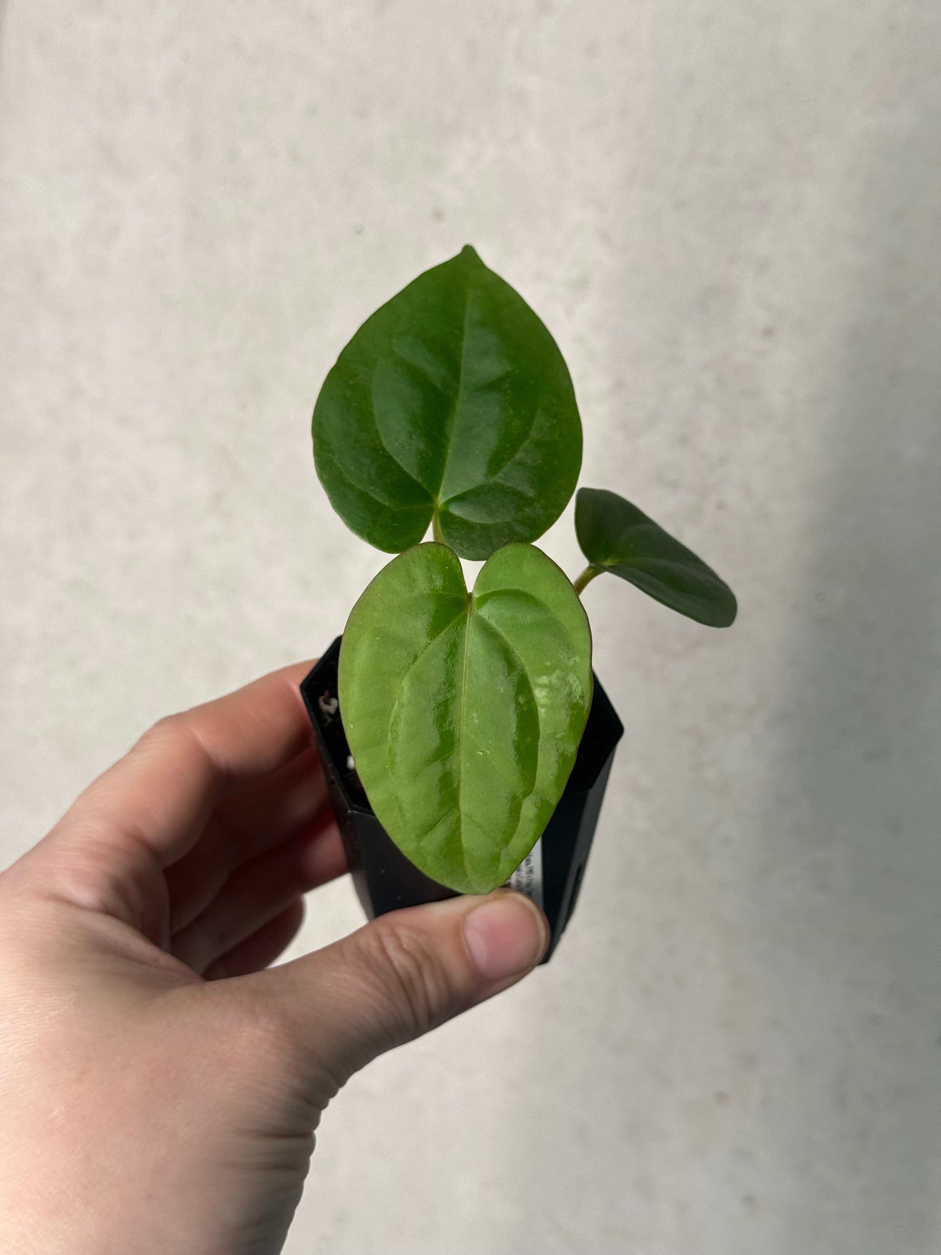 Anthurium (Kunayalense PM7 x Papillilaminum 'Swamp Bunny') x (Dressleri F2 x Carlablackiae 'Amanda')