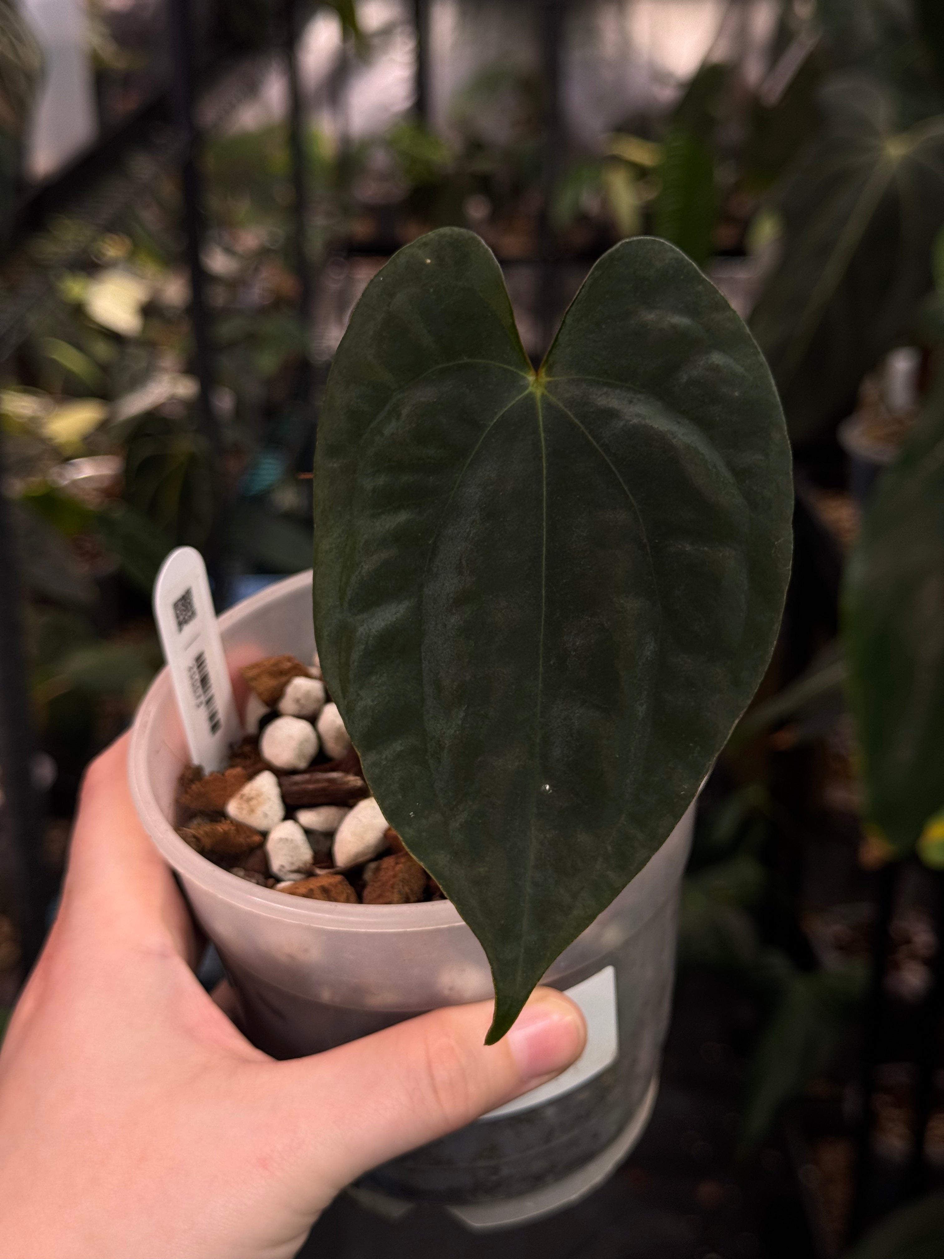 Anthurium FSxRL ‘Grim Reaper’ x Papillilaminum RA6 - Clone