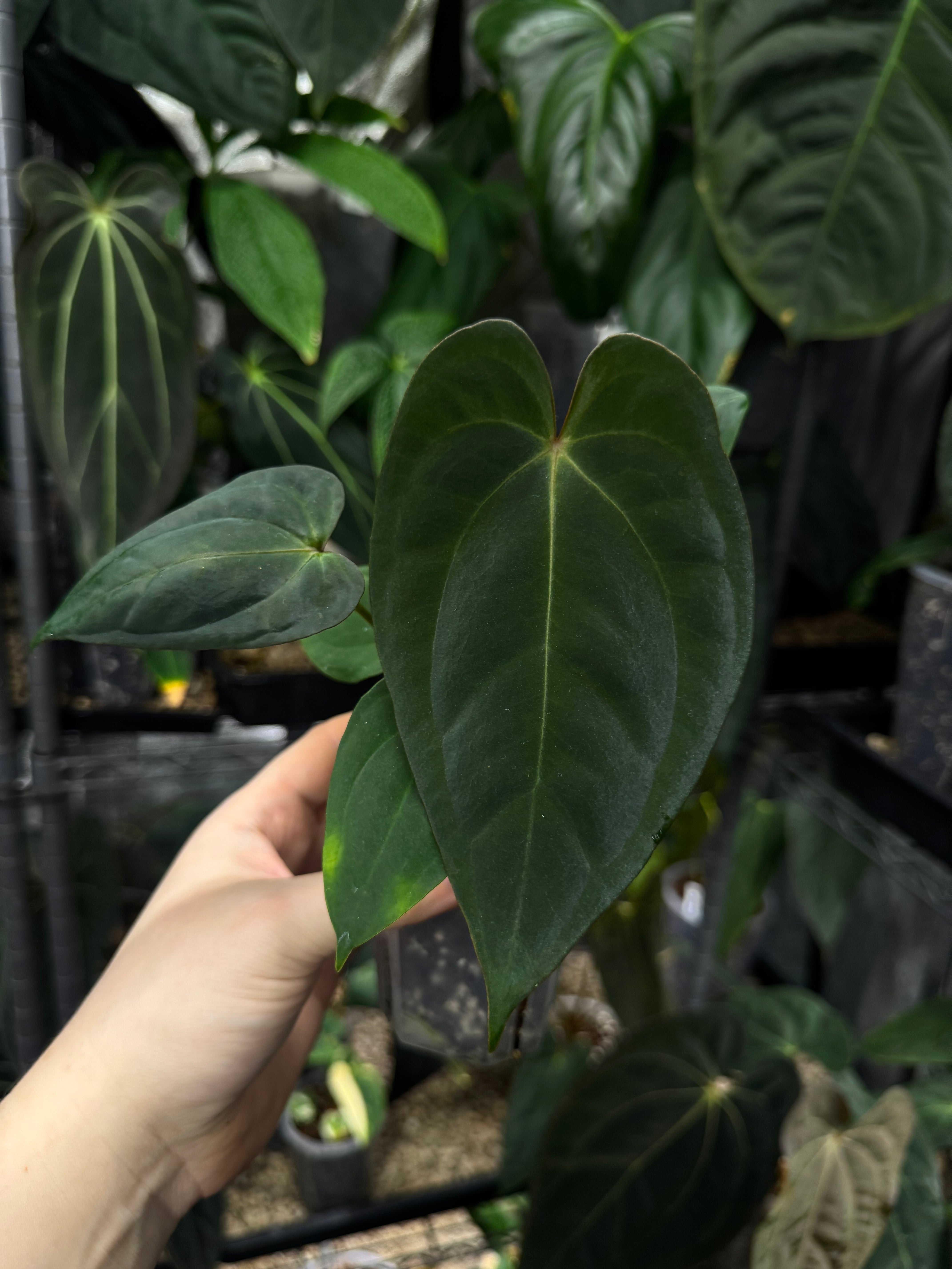 NFS: Anthurium 'Widowmaker' (Carlablackiae GPH-001 x BVEP 'Round') x Papillilaminum RA6