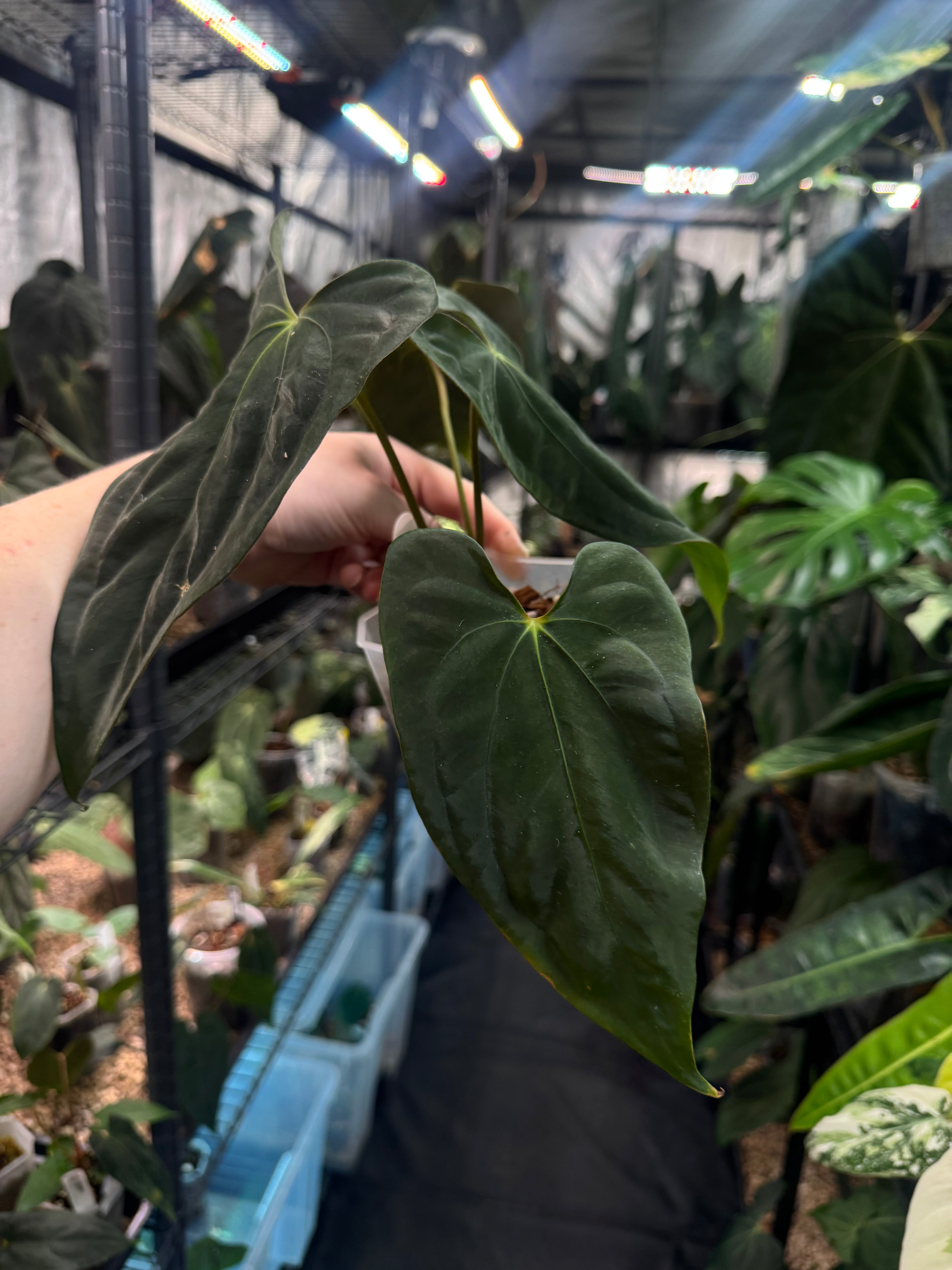 Anthurium FSxRL ‘Grim Reaper’ x Papillilaminum RA6 - Clone