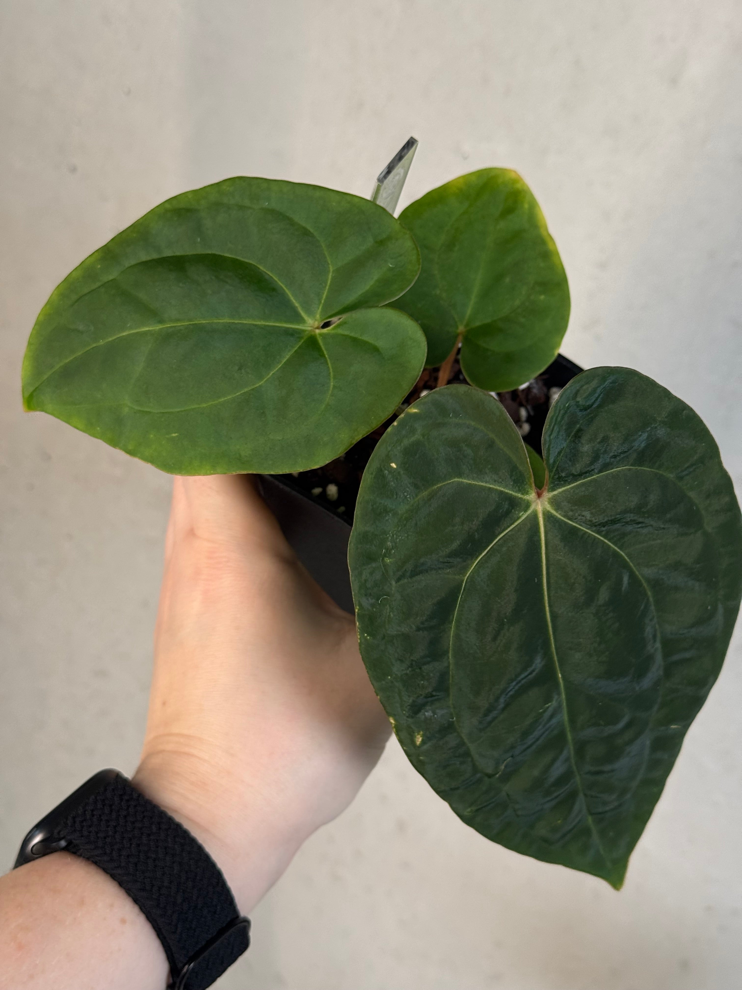 Anthurium Papillilaminum 'Guna Yala' x Luxurians