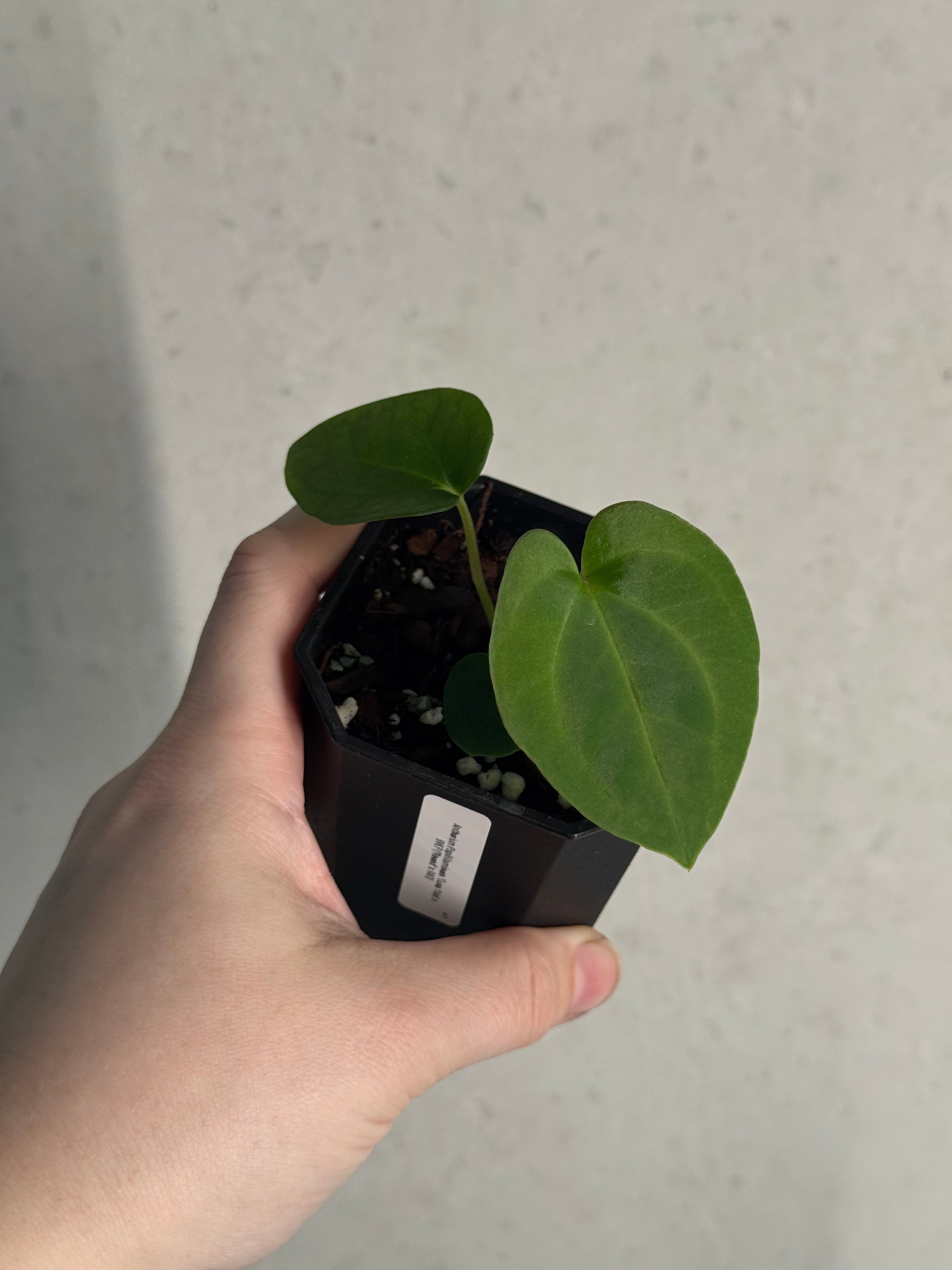 Anthurium Papillilaminum 'Guna Yala' x BVEP (‘Round’ x RA1)