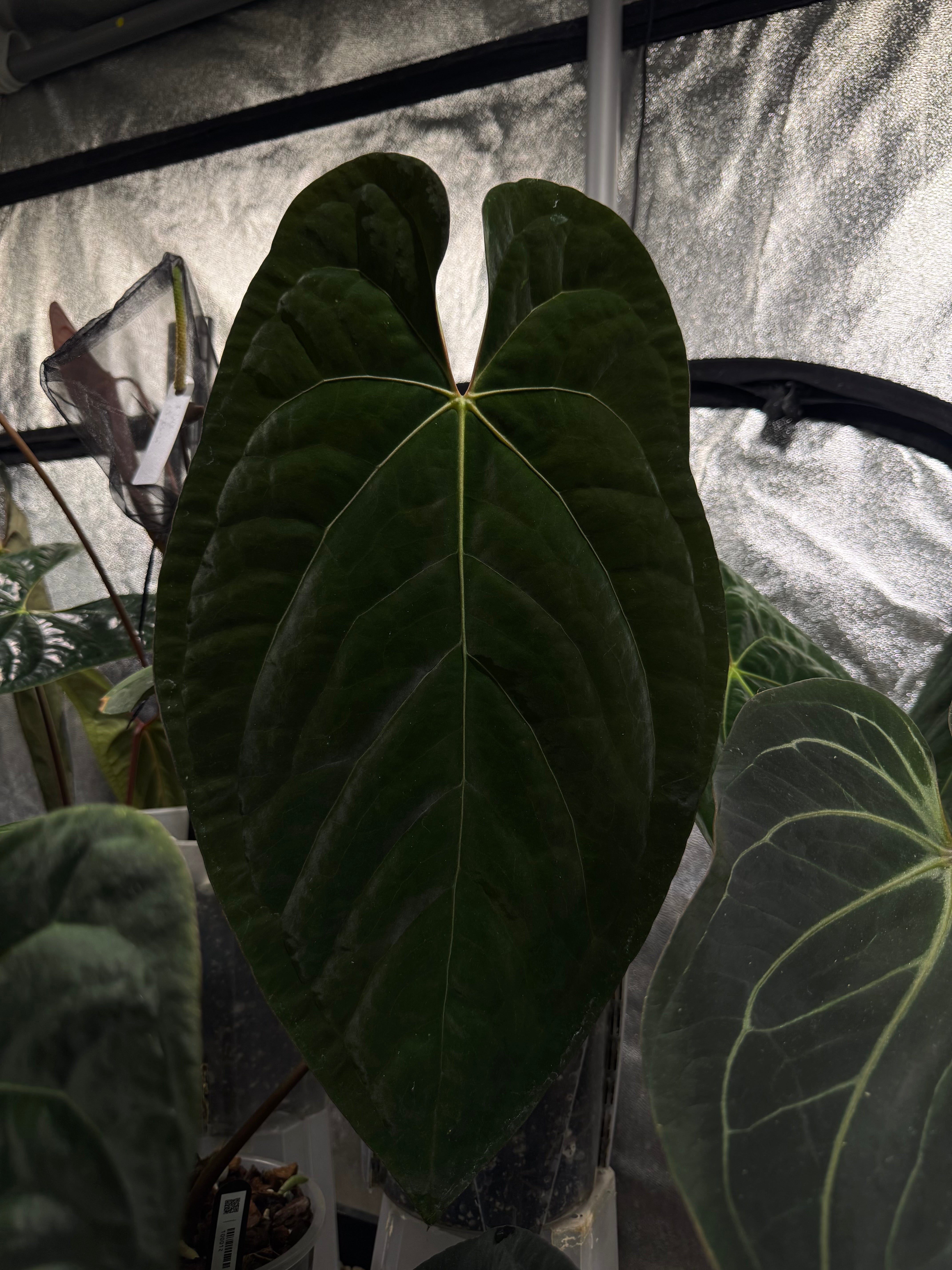 Tissue Culture Anthurium Ace of Spades | Rare Aroid | Greenboog