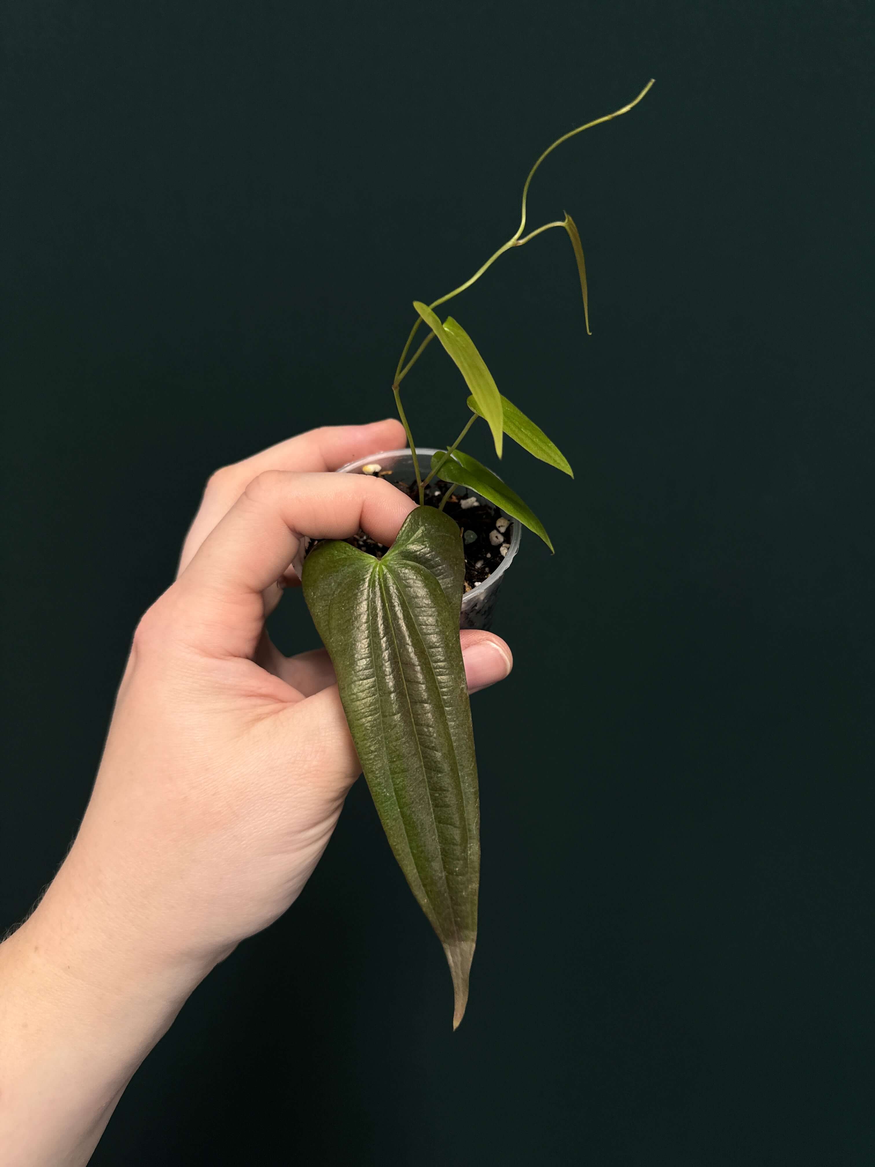 Dioscorea sp. Borneo - SMUKHI