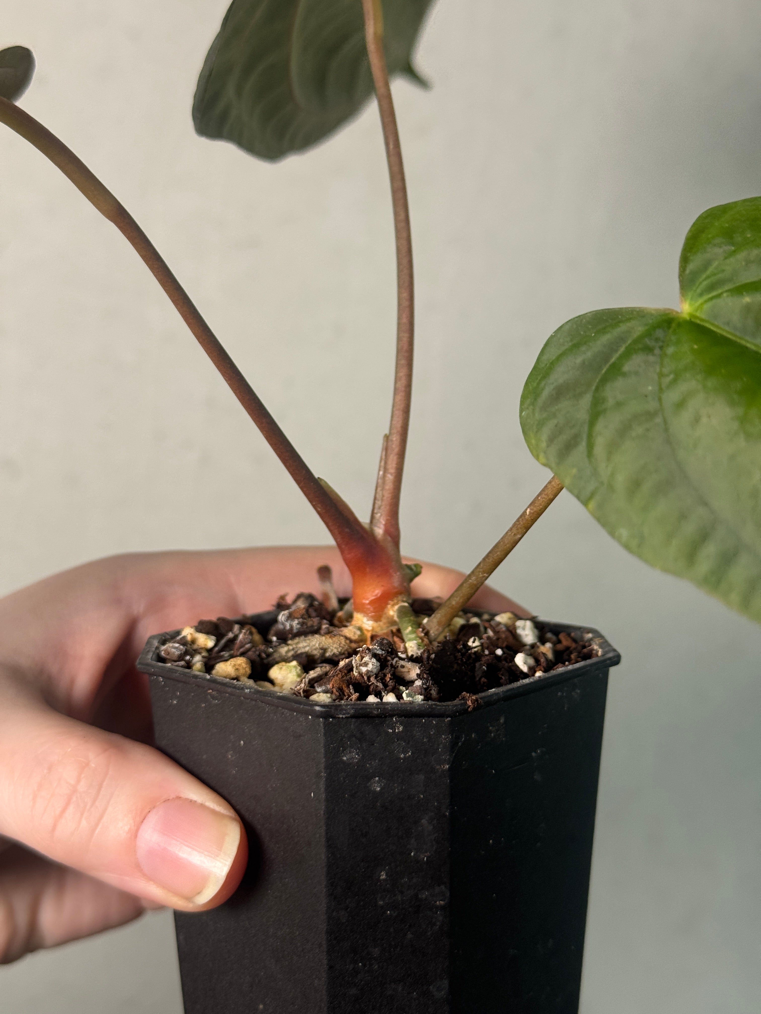 Anthurium Papillilaminum 'Marie' x FSxRL 'Grim Reaper' - SMUKHI