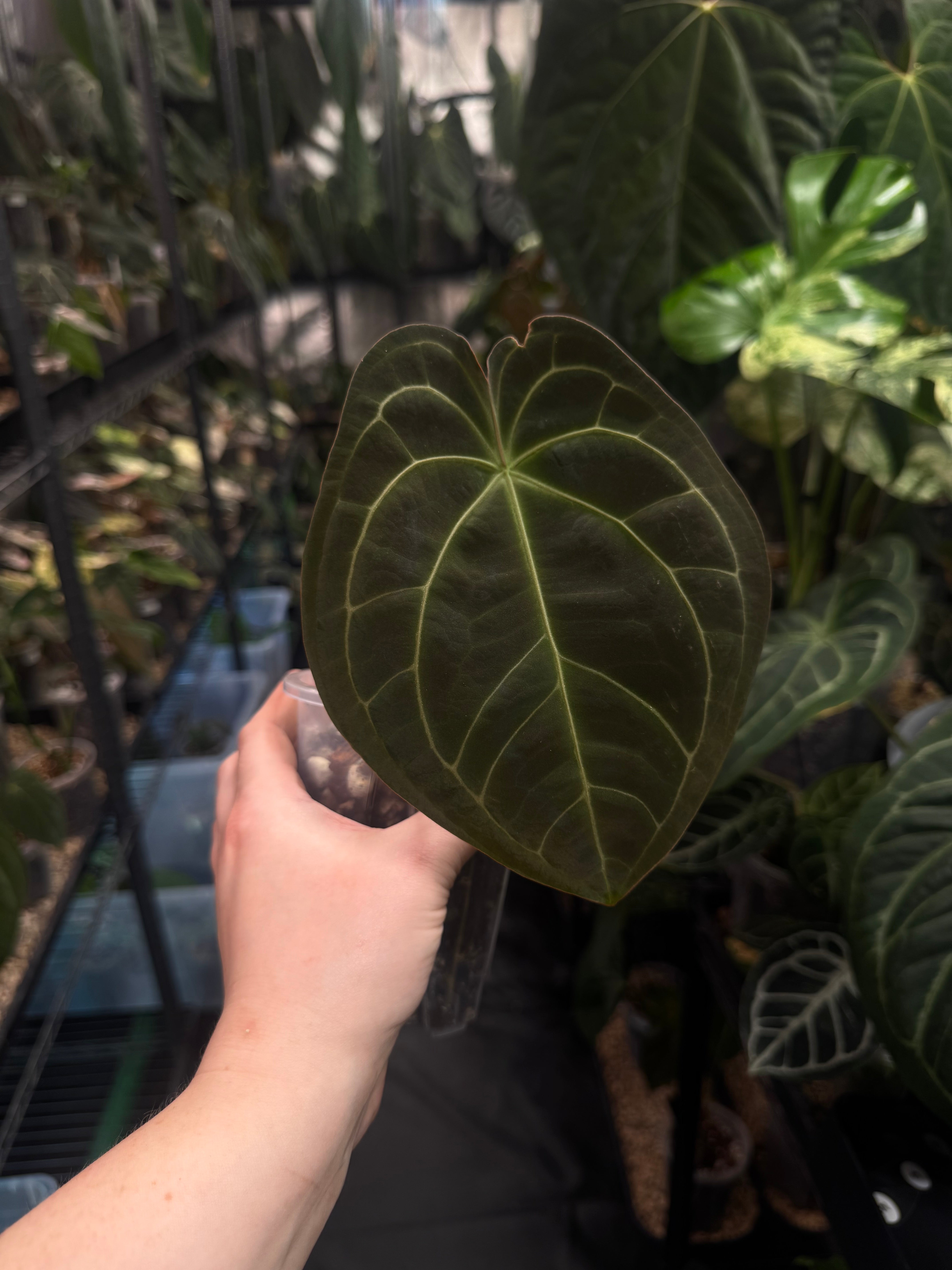 Anthurium Forgetii x Besseae aff