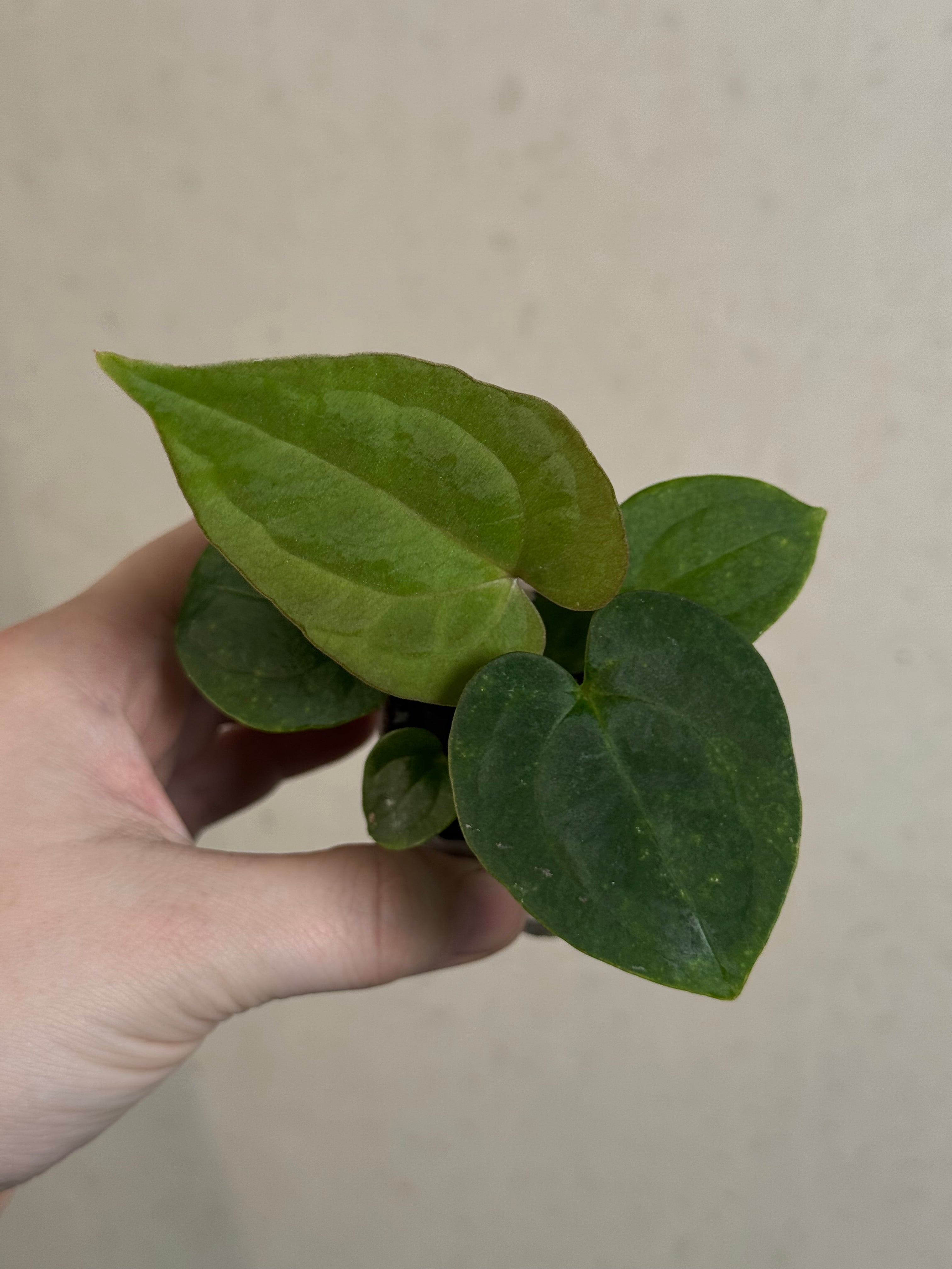 Anthurium BVEP 'Laila' x Ace of Spades Dark Form