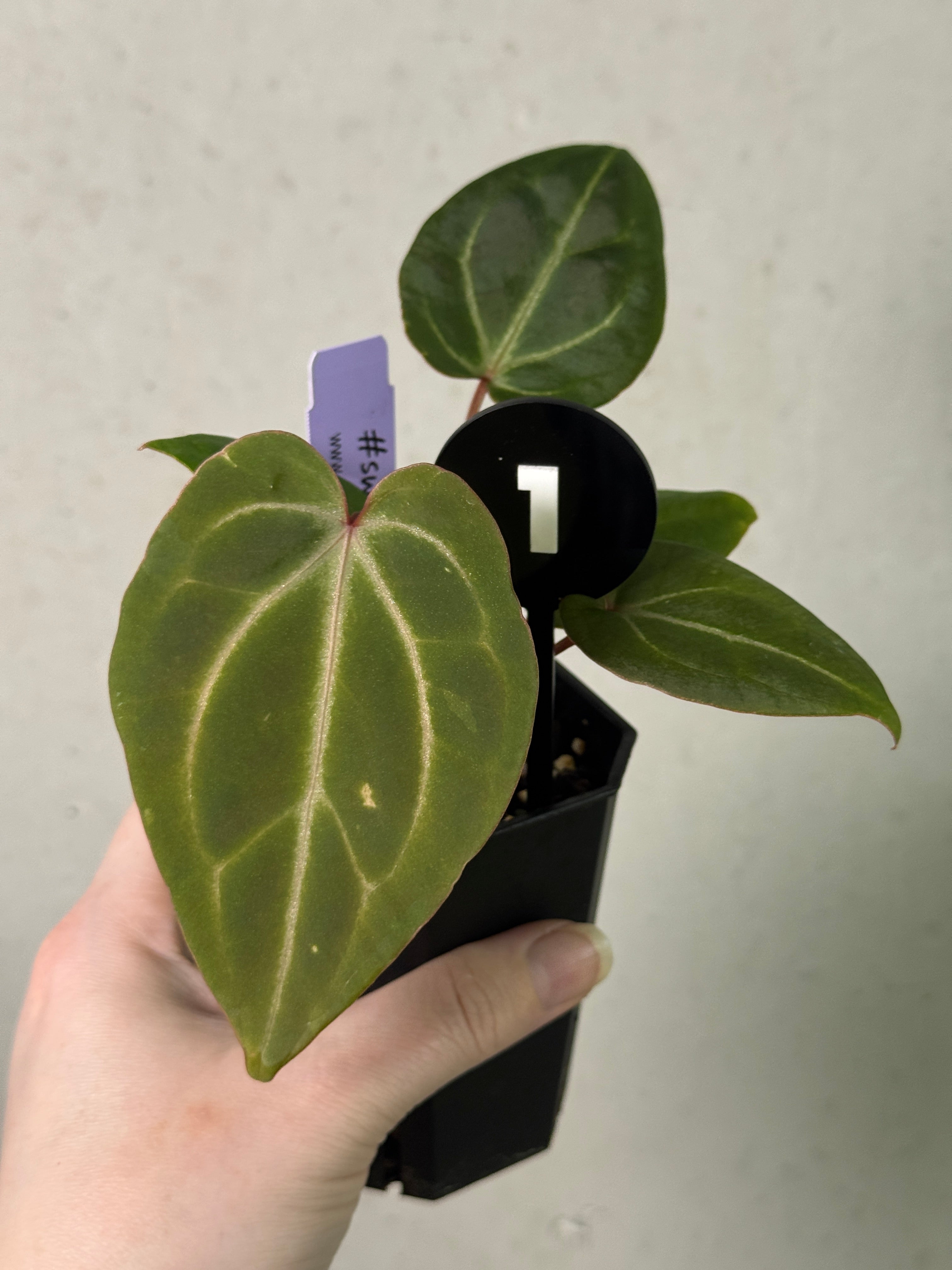 Anthurium 'Stripey' X2 x Besseae aff 'Spider'