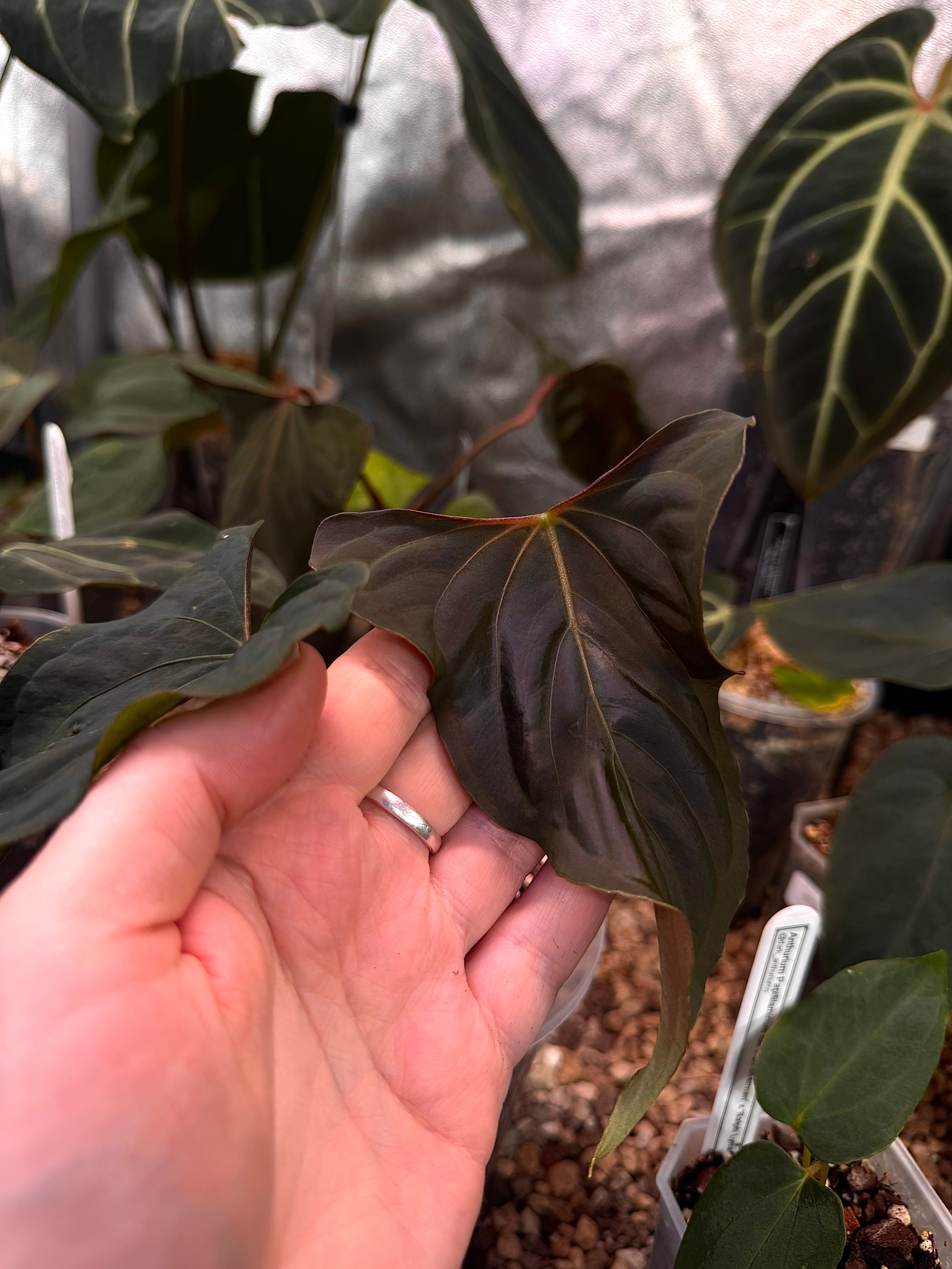 Anthurium Ralph Lynam x self (Wide sinus) - Clone - Pre-order