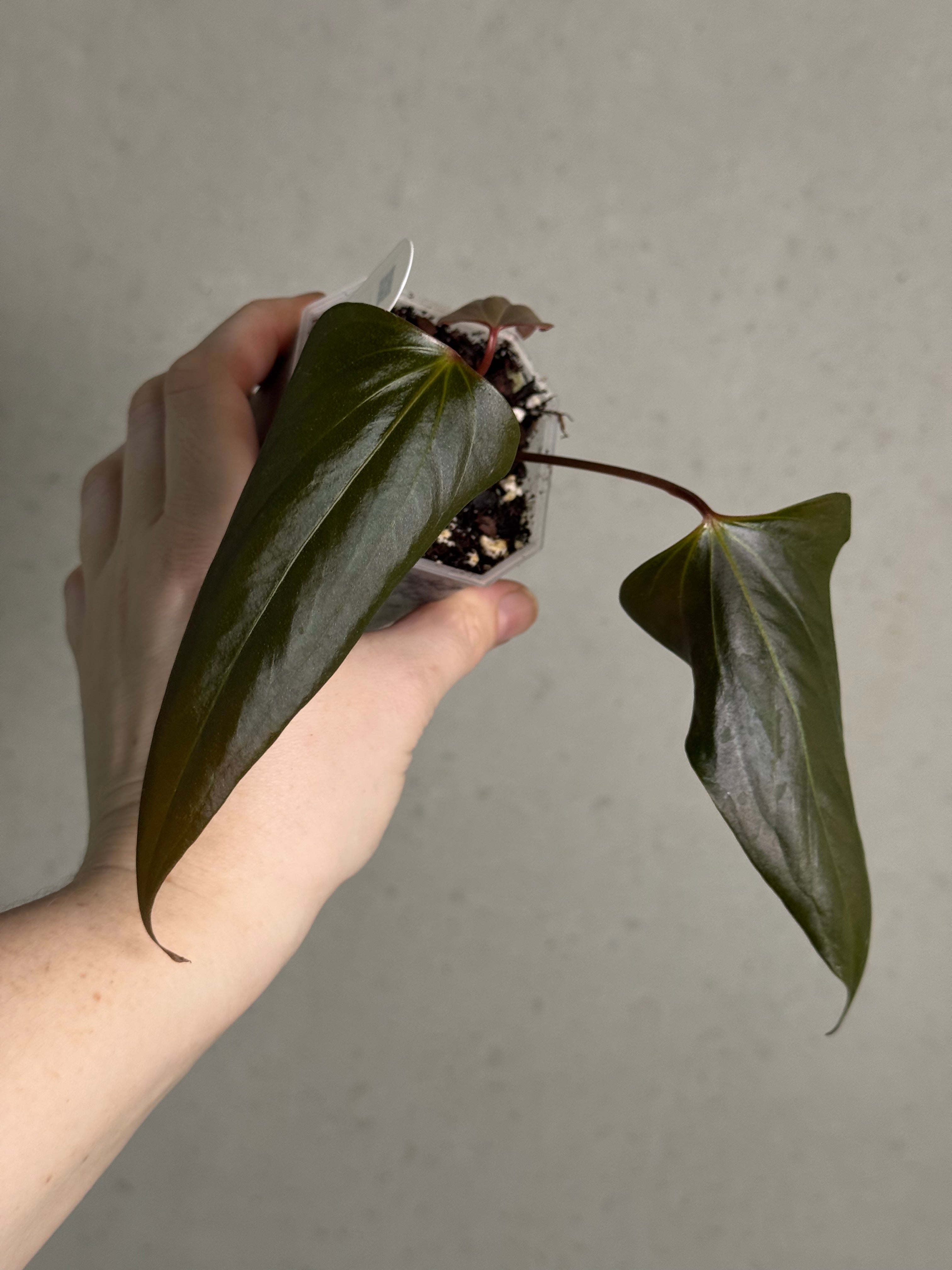 Anthurium ‘Black Sweet’ #2 - Clone - SMUKHI