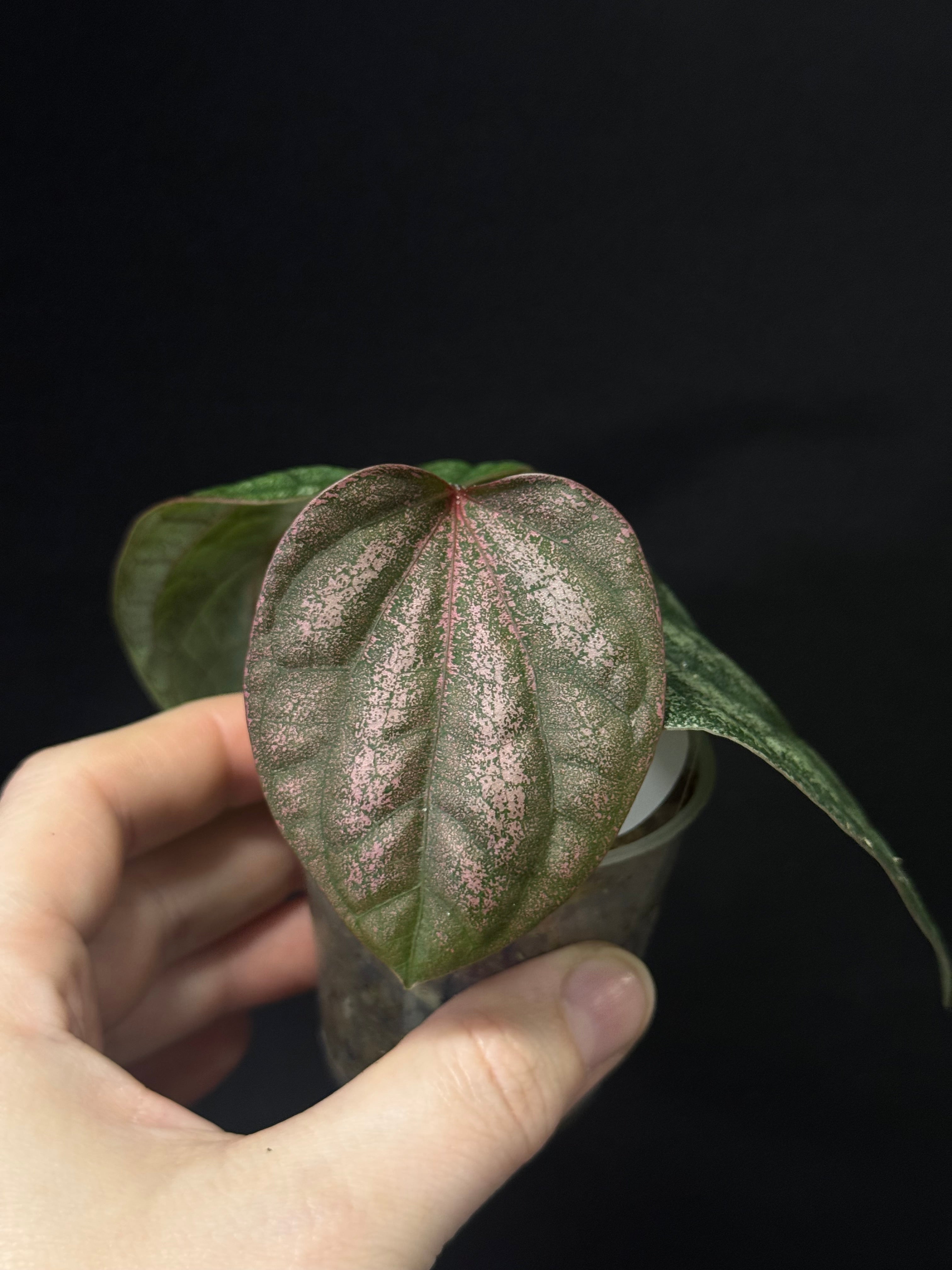 Piper Argyrites Pink - SMUKHI