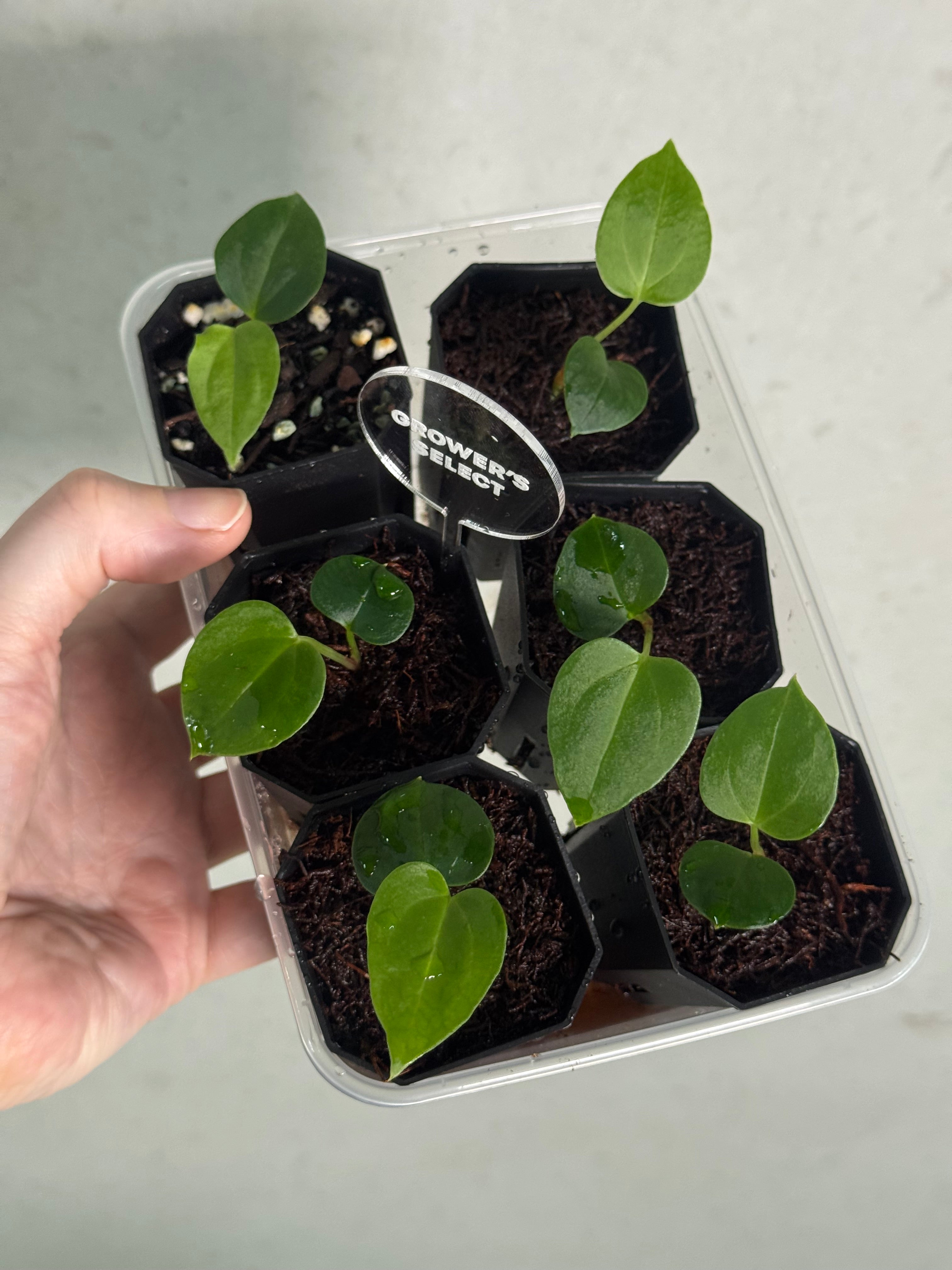 Anthurium (Fort Sherman x self) x (NSE Carlablackiae x) - SMUKHI