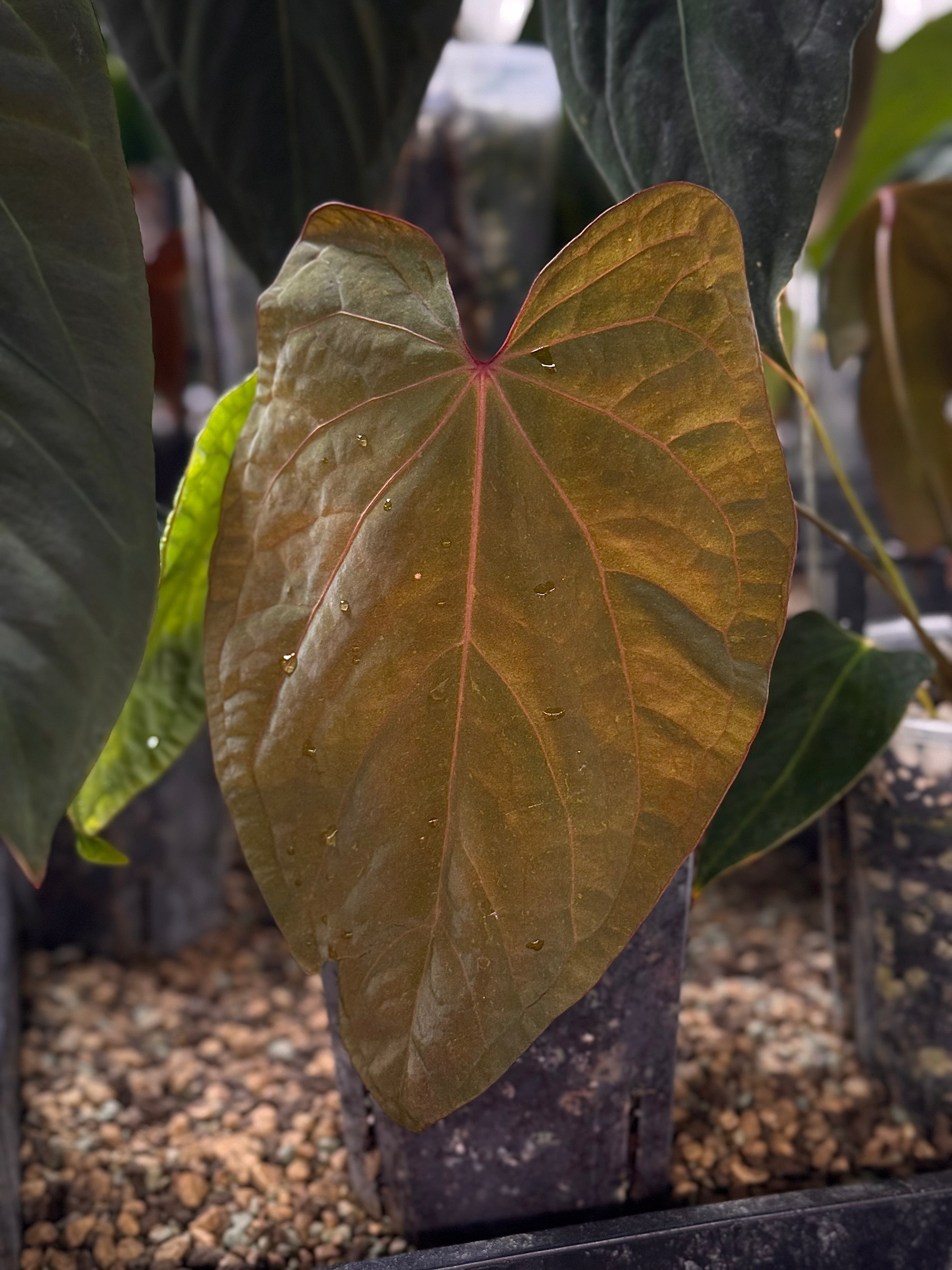 NFS: Anthurium Kunayalense x RVDP