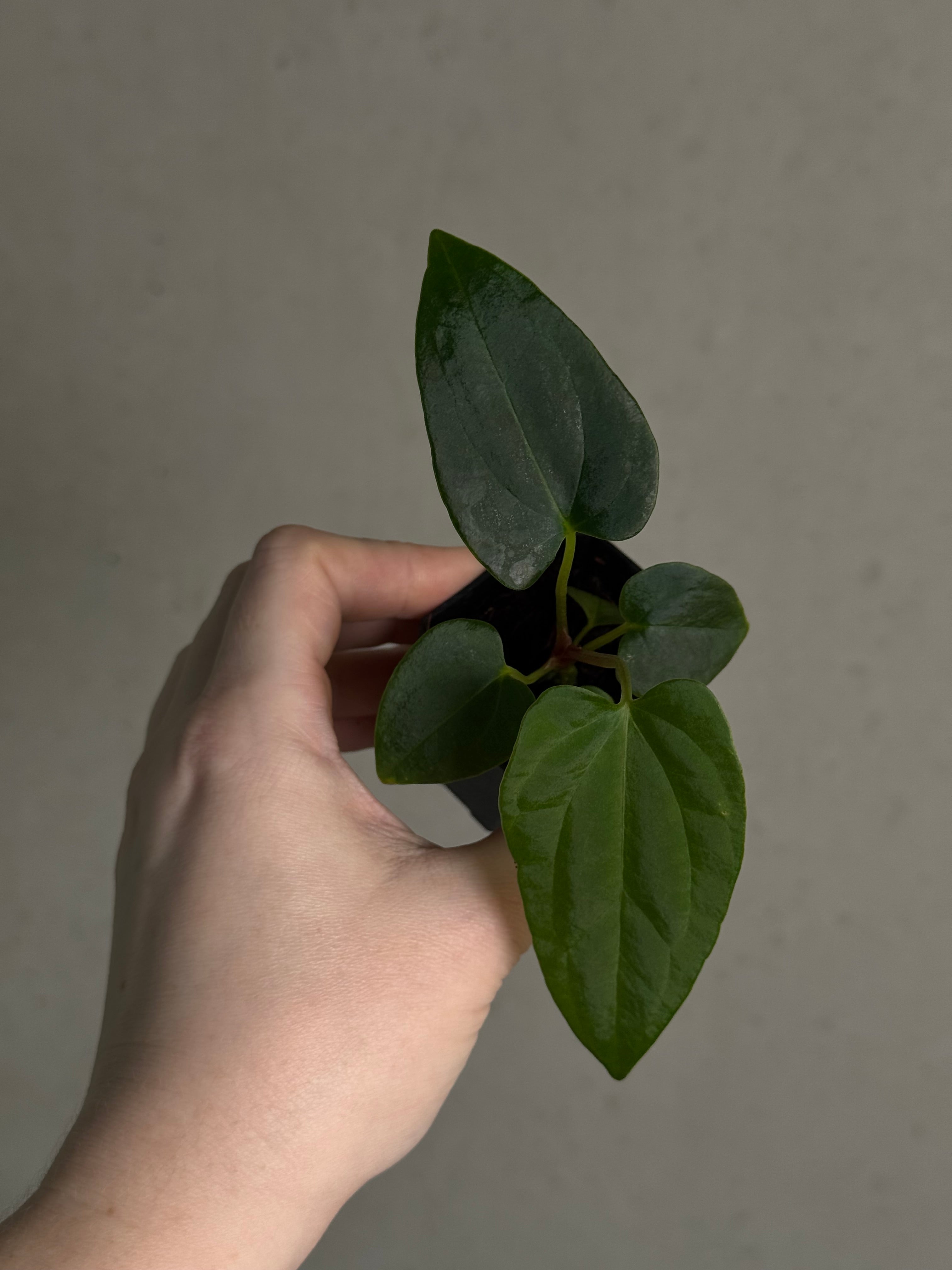 Anthurium (Fort Sherman x Dressleri RG) x (Ralph Lynam x self) - SMUKHI