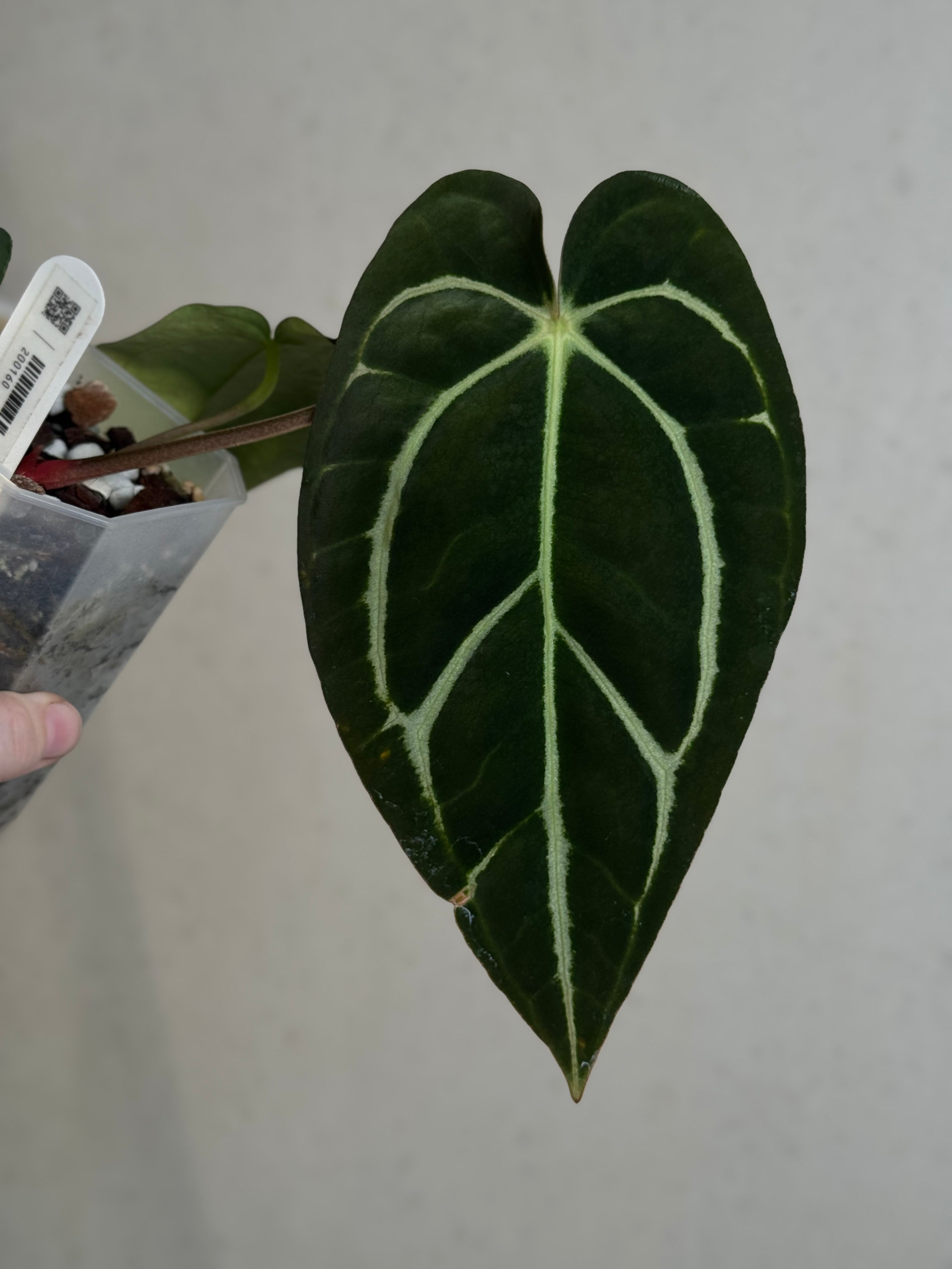 Anthurium Carlablackiae