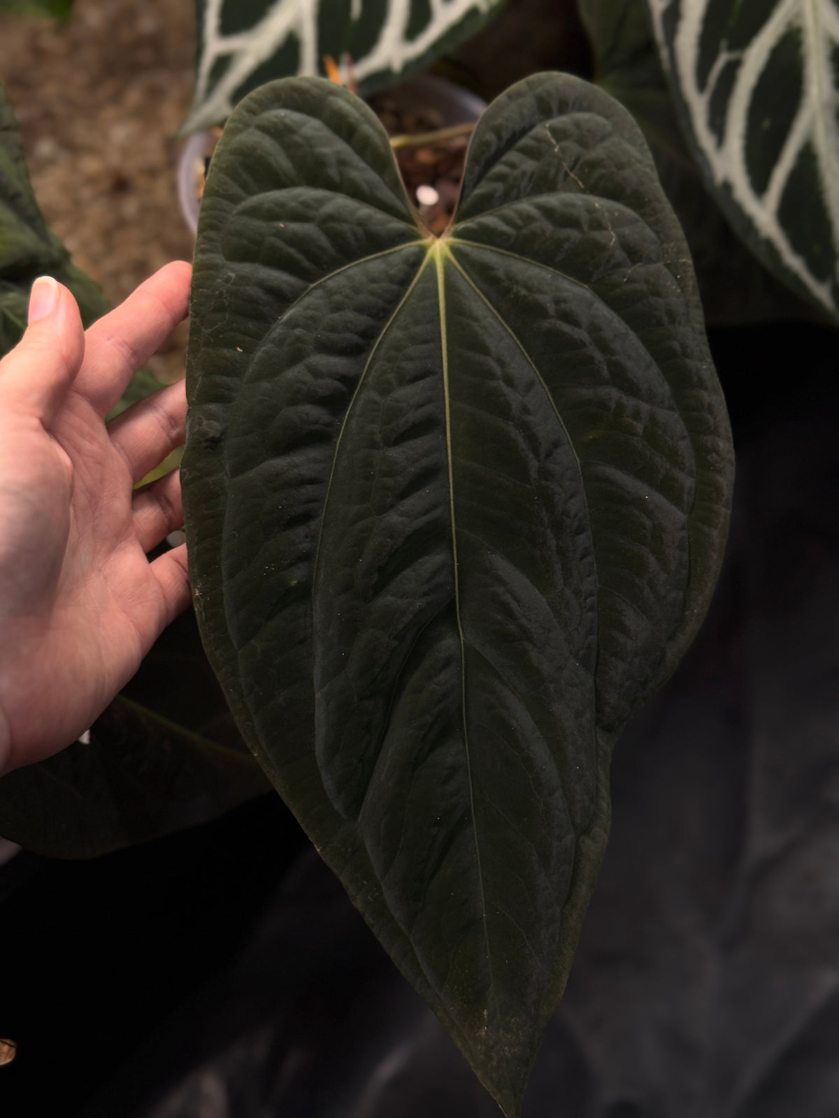 Anthurium plant with glossy green leaves and vibrant red flowers, from SMUKHI's Papillilaminum RG x Eastern Dressleri hybrid.