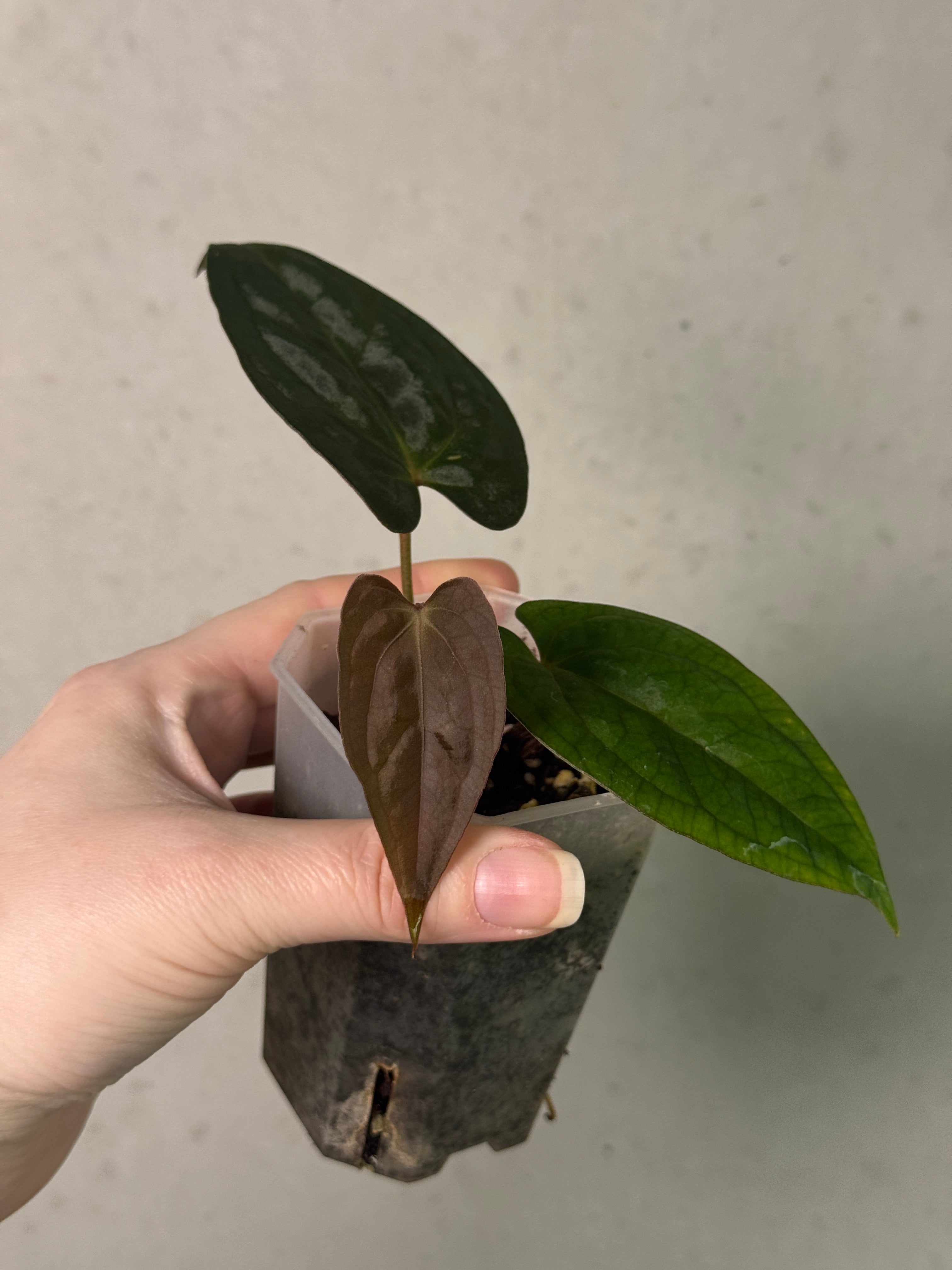 Anthurium [Lost Tag]