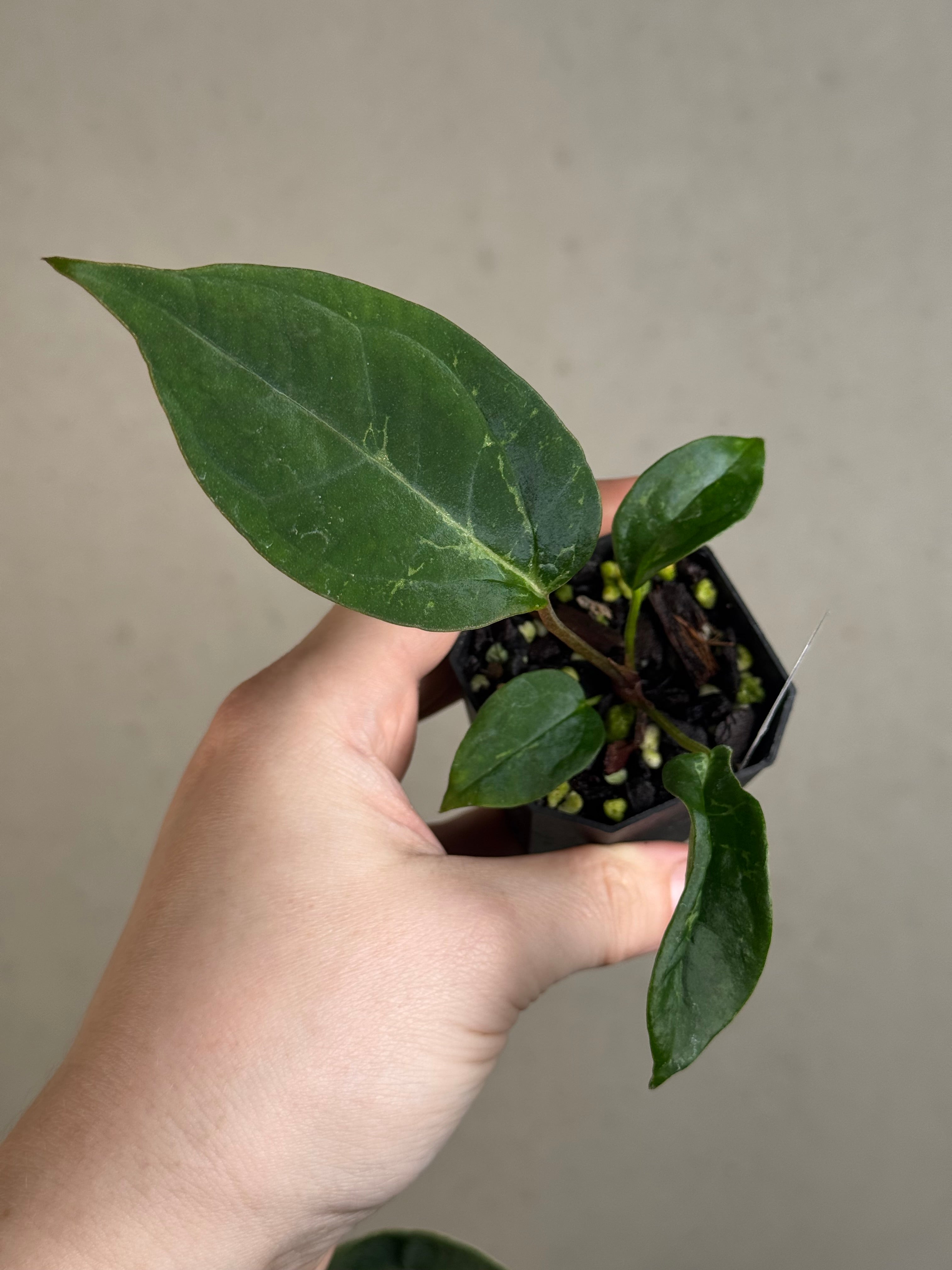 Anthurium (Black Widow x Red Velvet Cake) x (Dressleri RG x Carlablackiae 'Amanda')