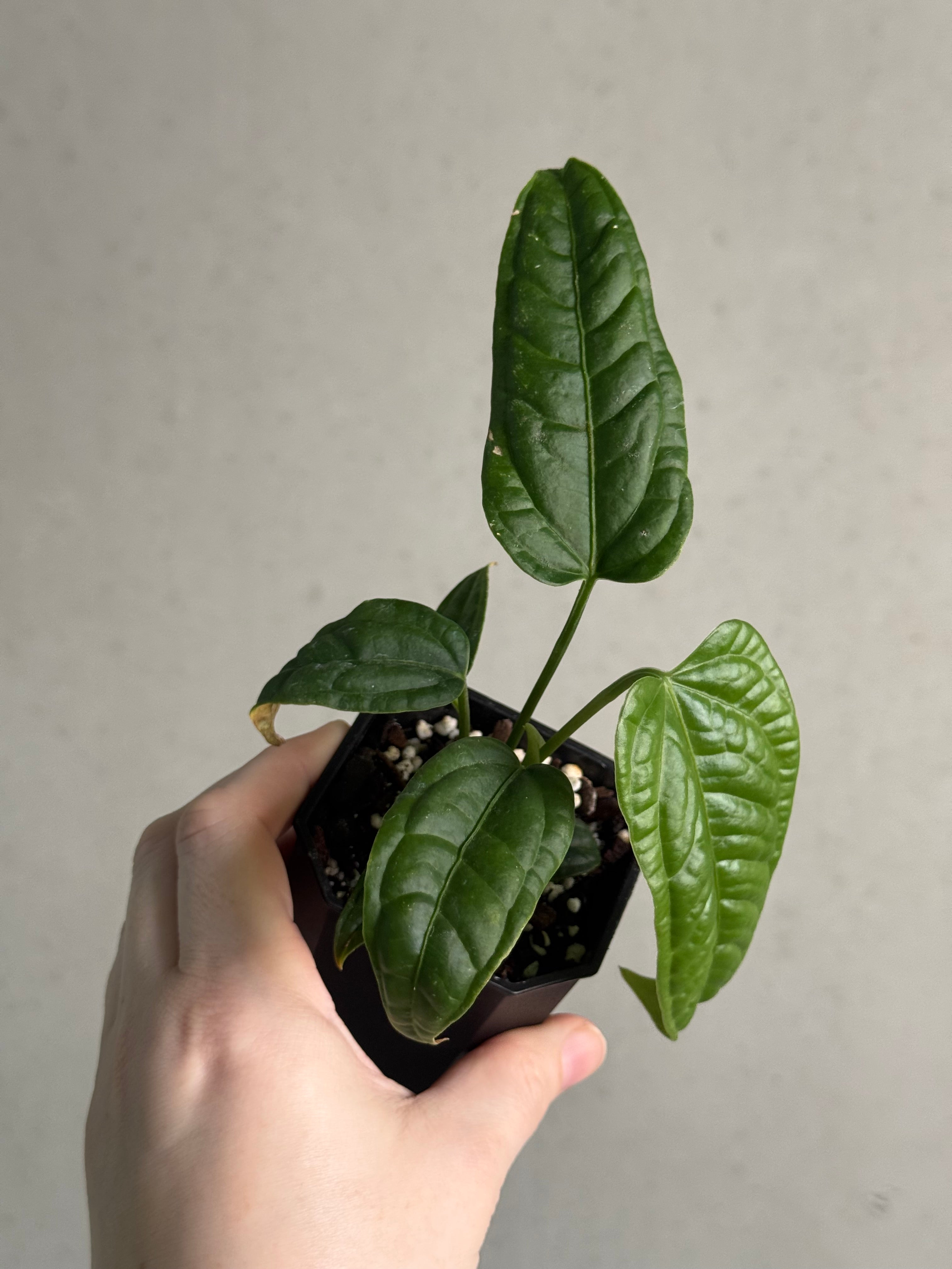 Anthurium Lappoanum S1