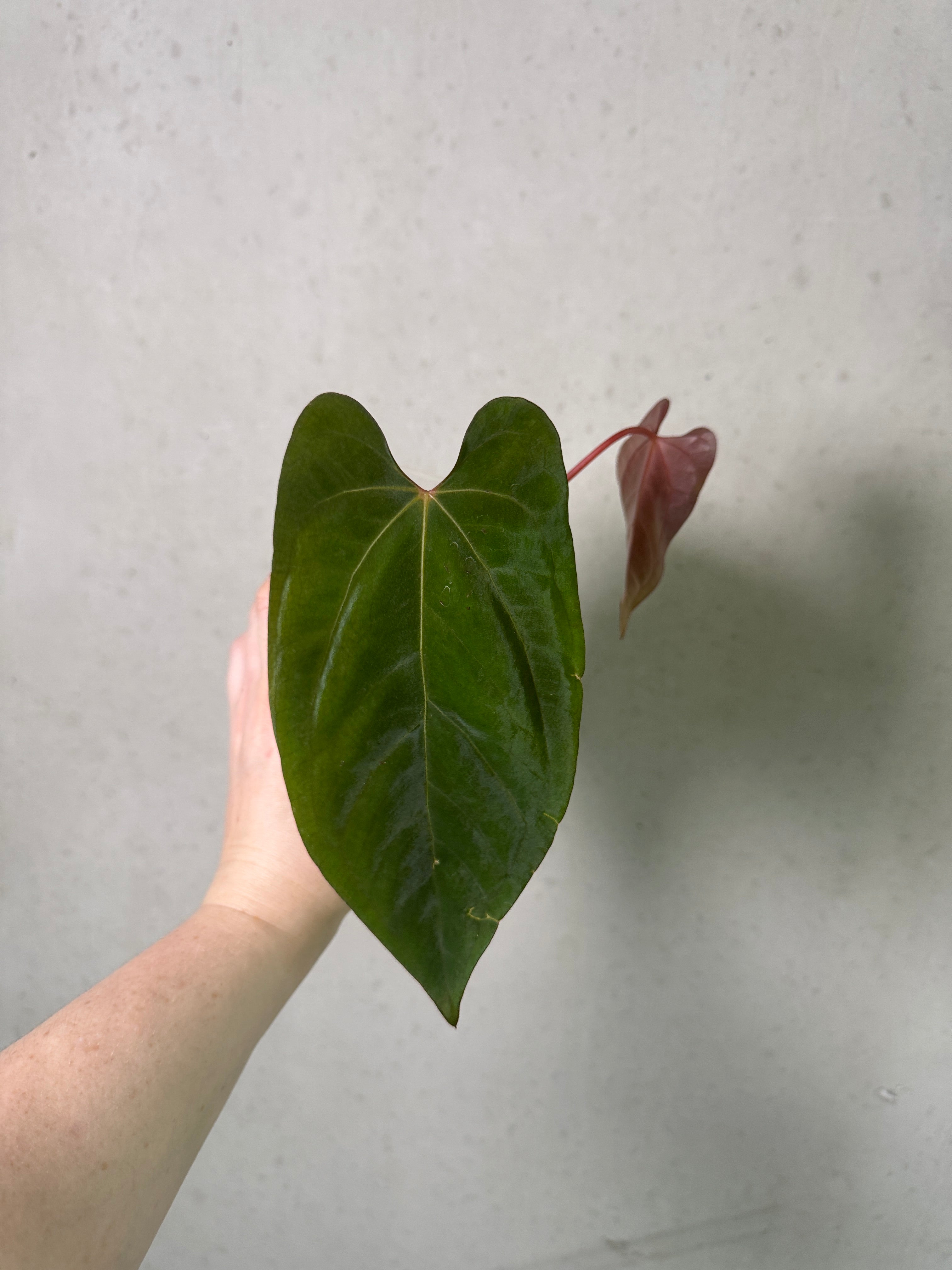 Dark form Anthurium Ace of Spades and Papillilaminum 'Marie' plant clone from Crystallinaminum, showcasing lush leaves and vibrant foliage.