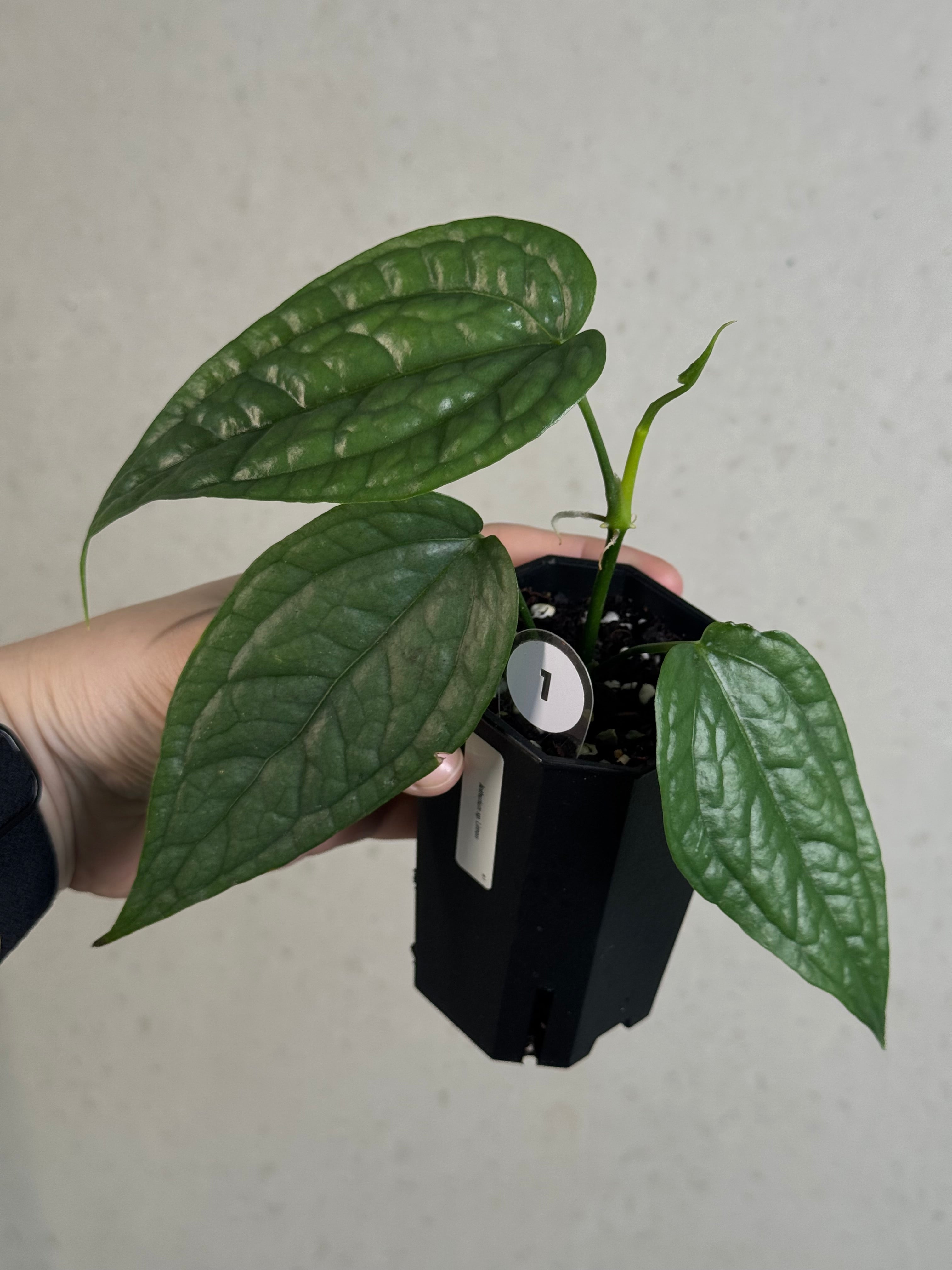 Anthurium sp. Limon